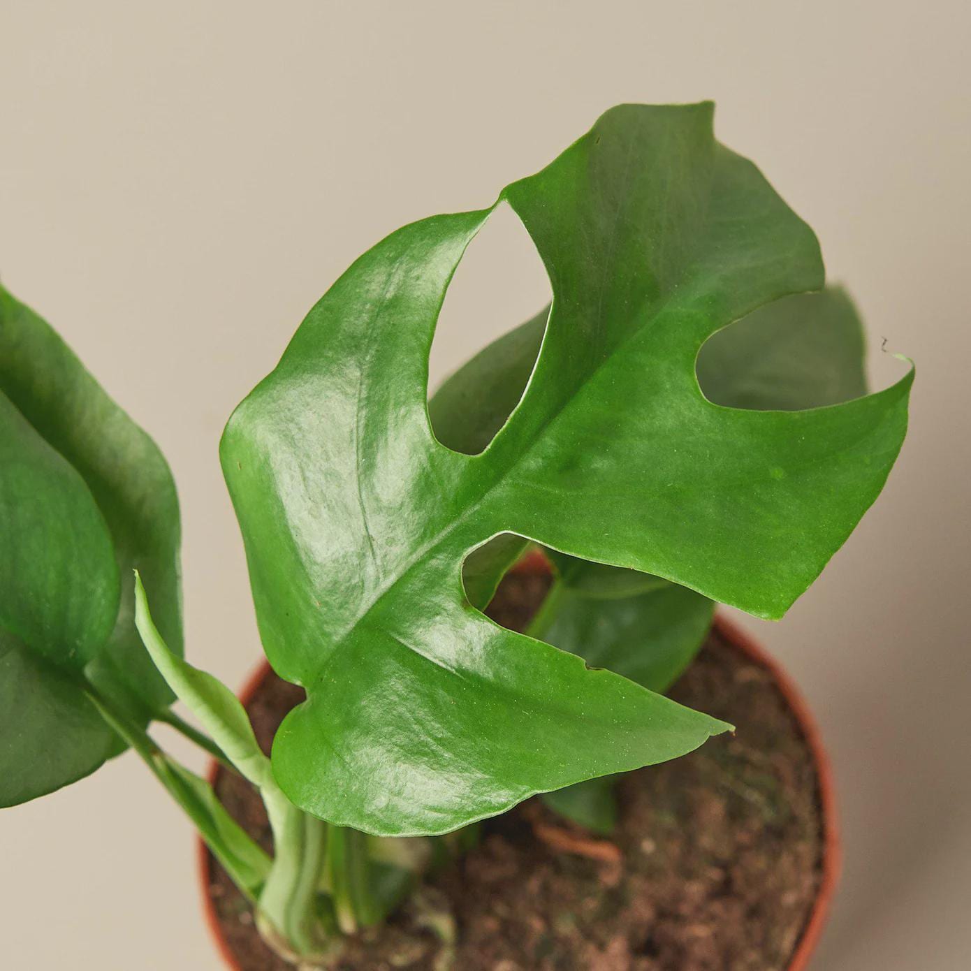 Mini Monstera - Rhaphidophora Tetrasperma