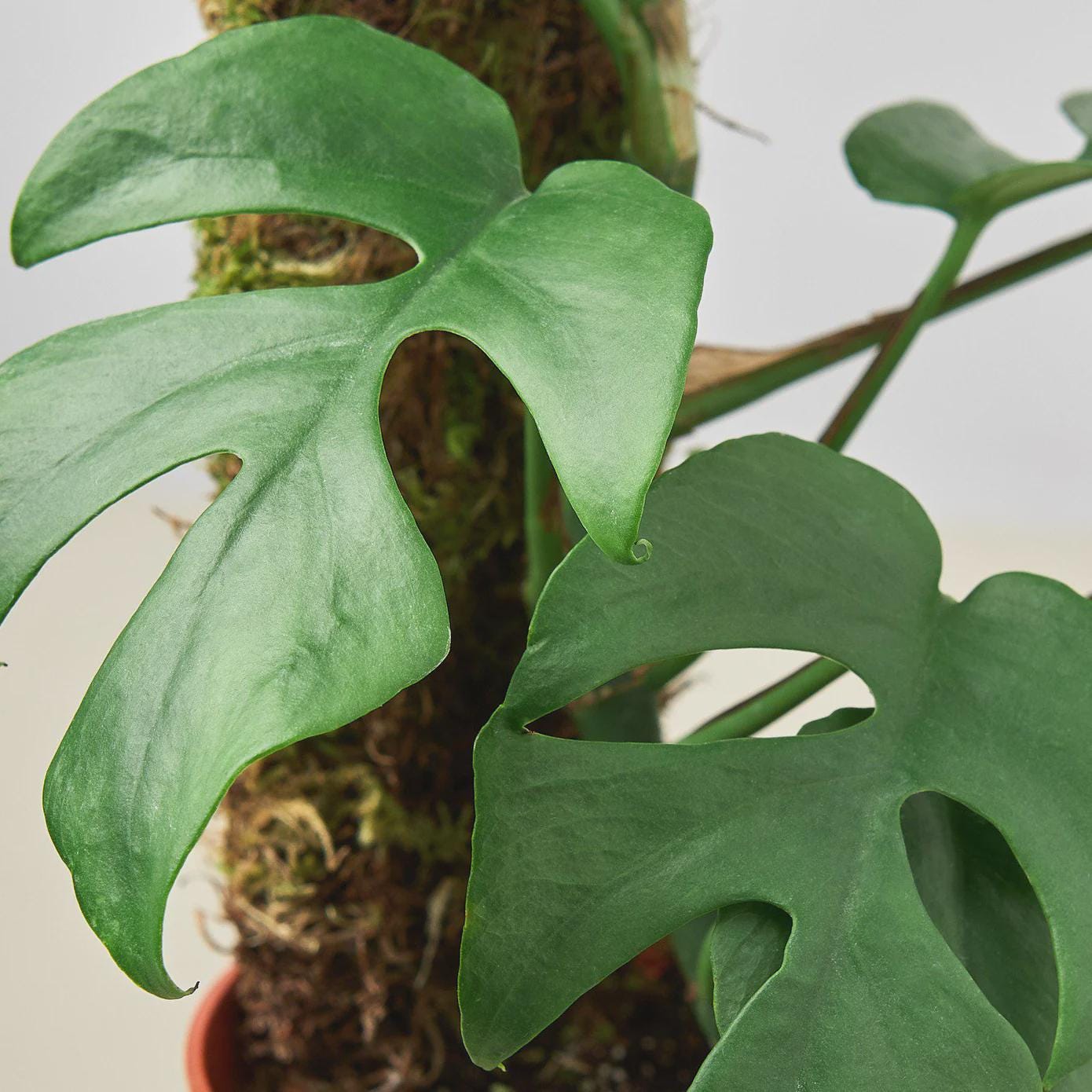 Mini Monstera - Rhaphidophora Tetrasperma