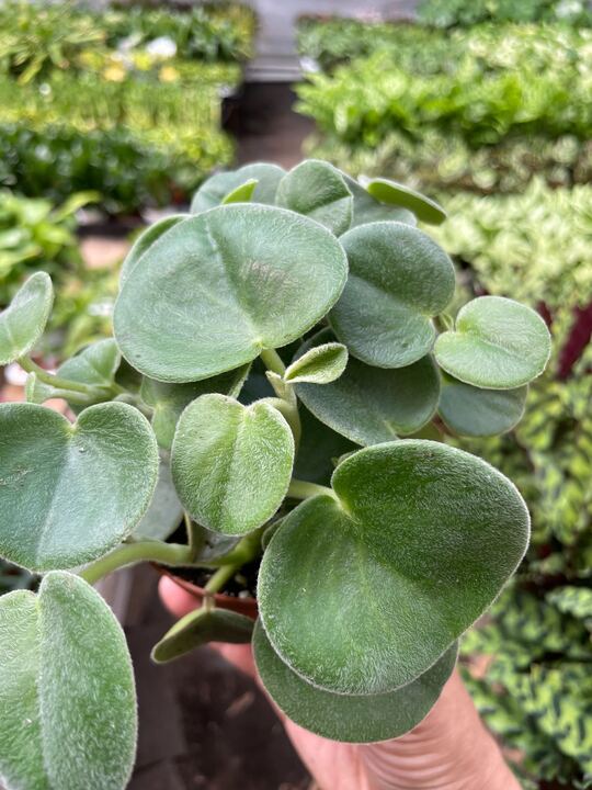 Peperomia 'Felted' Indoor Plants 4" Pot Austin Jungle Co.