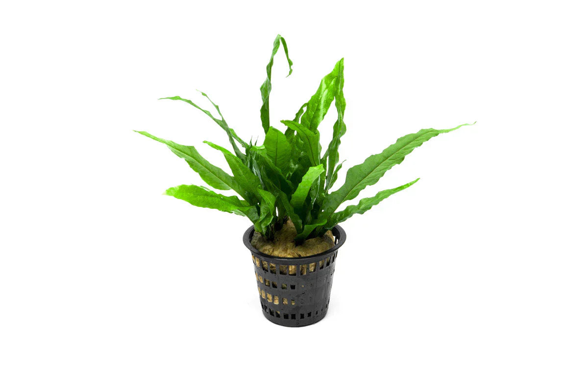 Java Fern (Microsorum pteropus) – Mother Pot Default Title Austin Jungle Co.