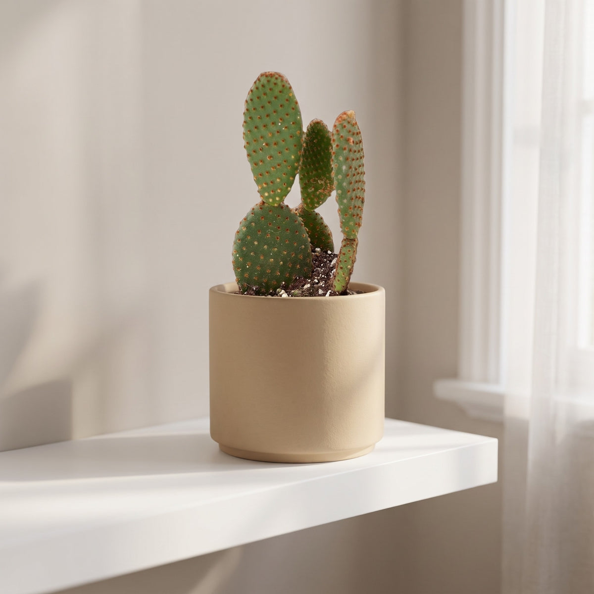Opuntia 'Microdasys' (Bunny Ear Cactus) shown in a beige ceramic pot (pot not included)