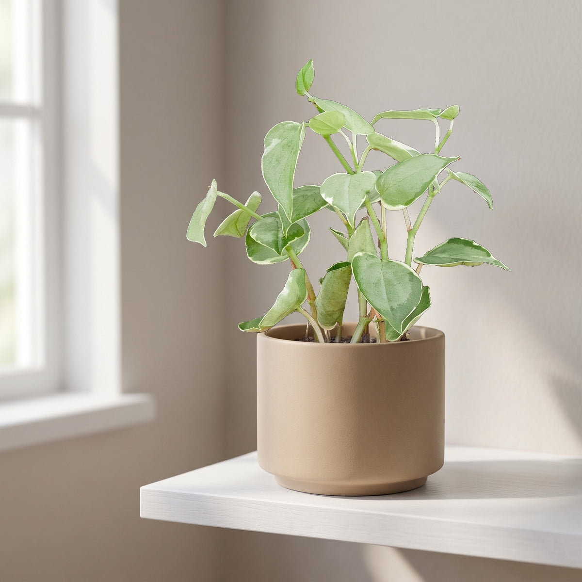 Peperomia 'Cupid' shown in a beige ceramic pot (pot not included)
