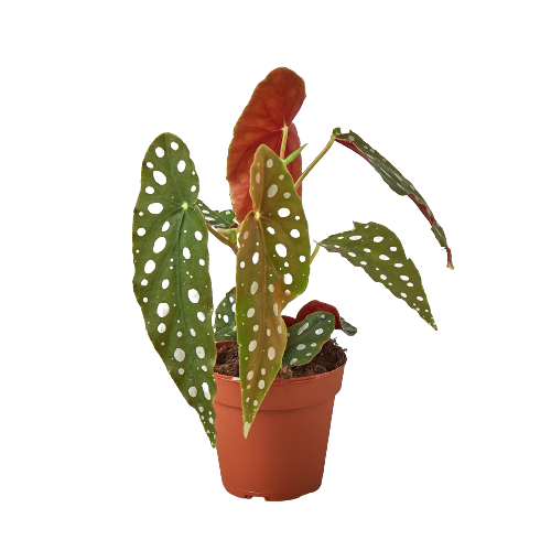 Begonia 'Maculata' - Austin Jungle Co.