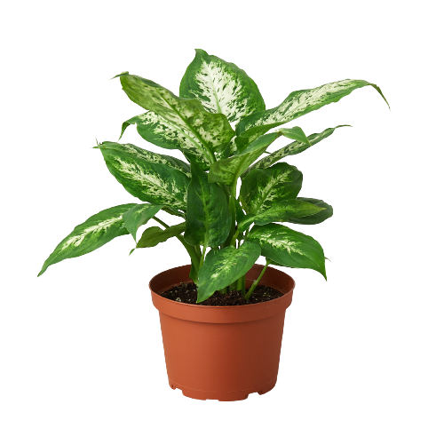 Dieffenbachia 'Tropic Snow' - Austin Jungle Co.