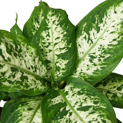 Dieffenbachia 'Tropic Snow' - Austin Jungle Co.