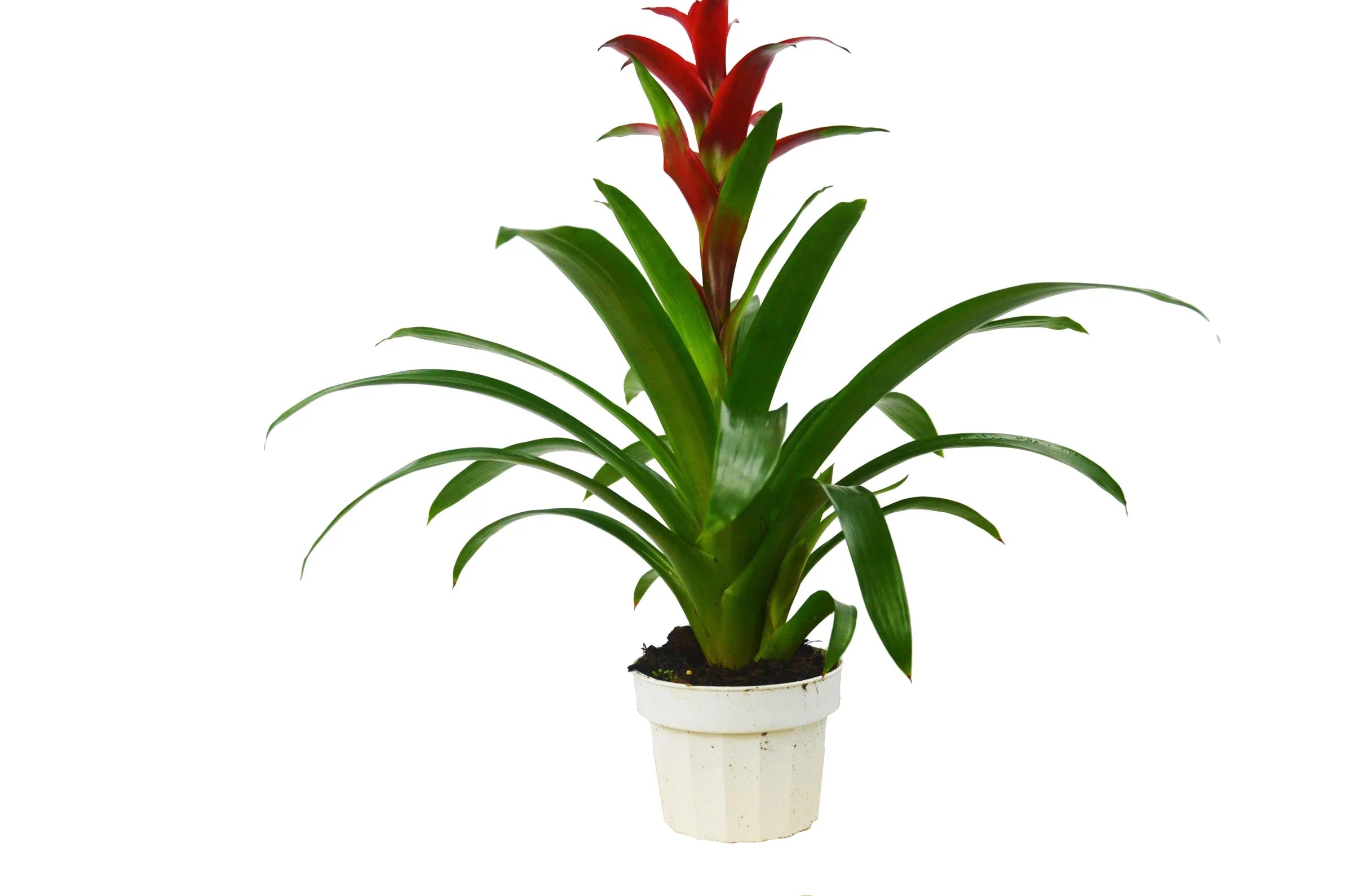 Guzmania Bromeliad 'Red' Default 4" Pot / Nursery Pot Austin Jungle Co.