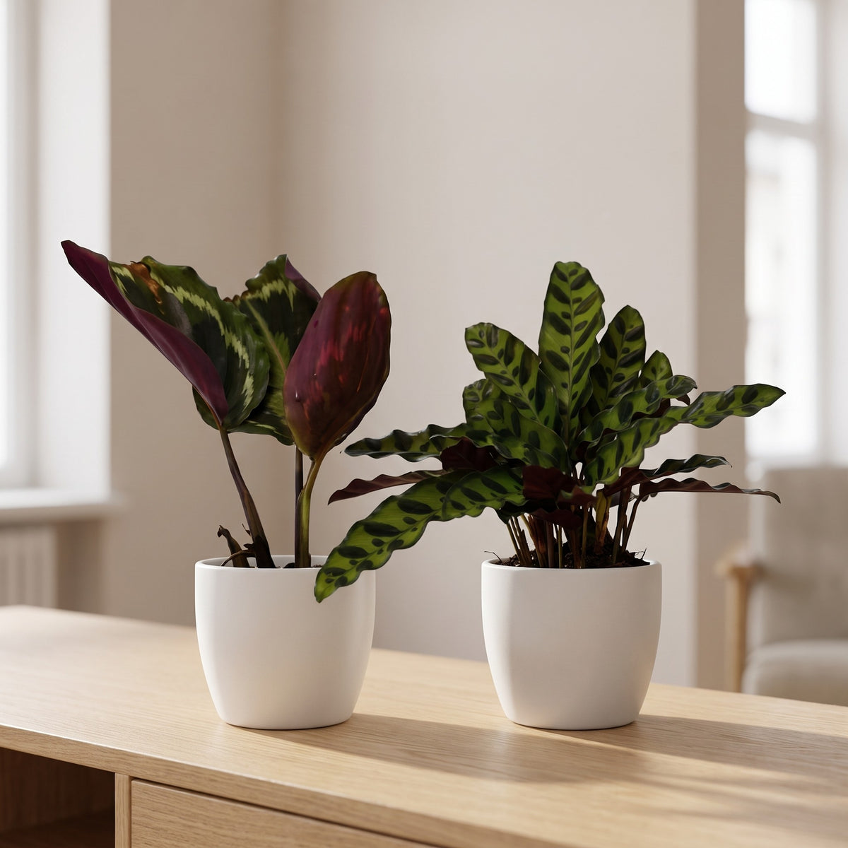 2 Calathea Plants Variety Pack shown in ceramic pots