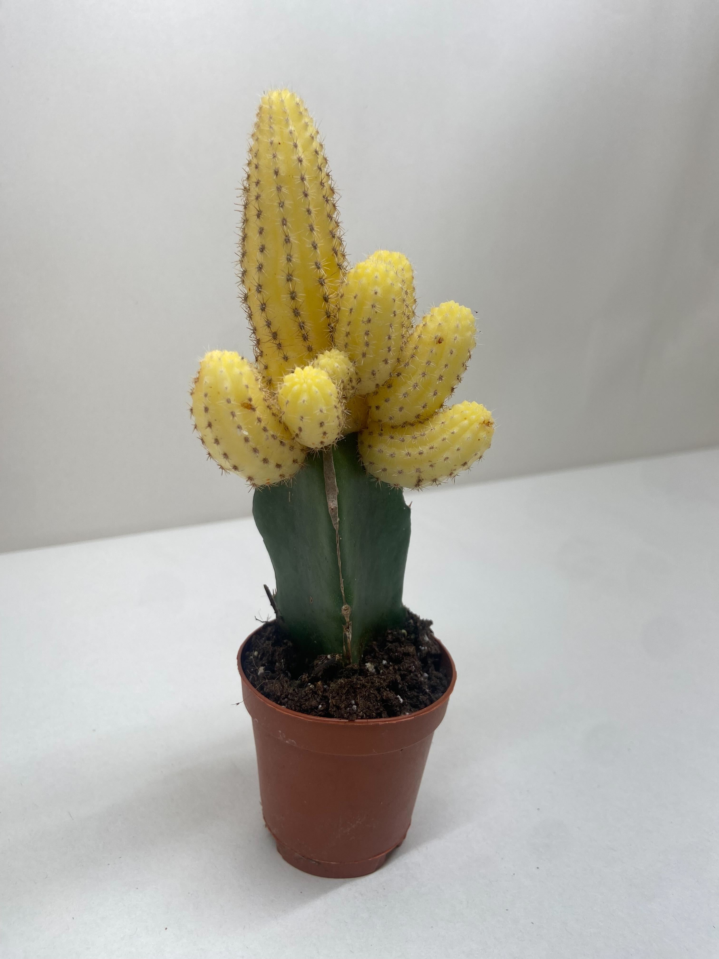 Cactus Graft Yellow Indoor Plants 2" Pot Austin Jungle Co.