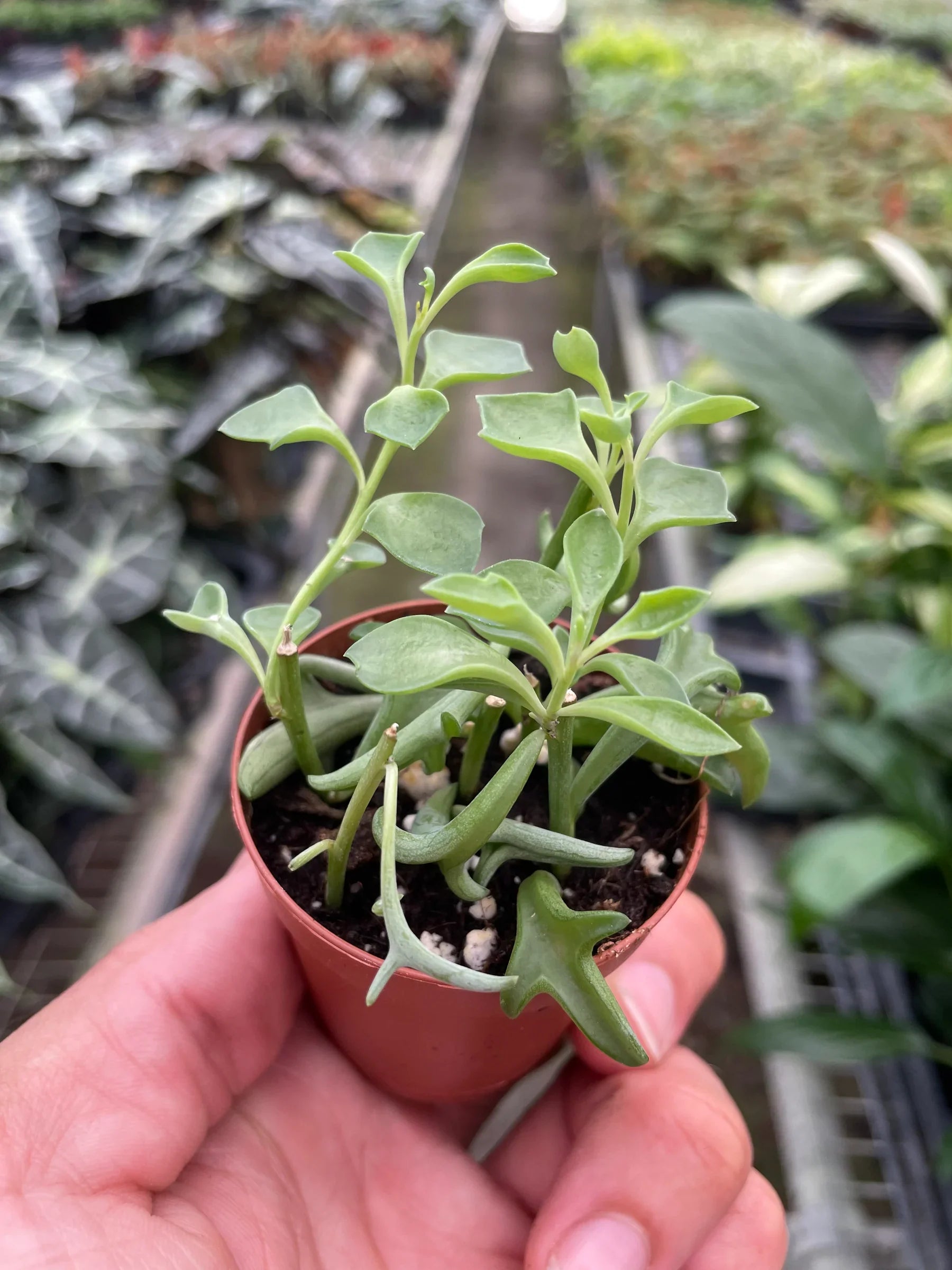 Succulent 'String of Dolphins' Succulent 4" Pot / Nursery Pot Austin Jungle Co.