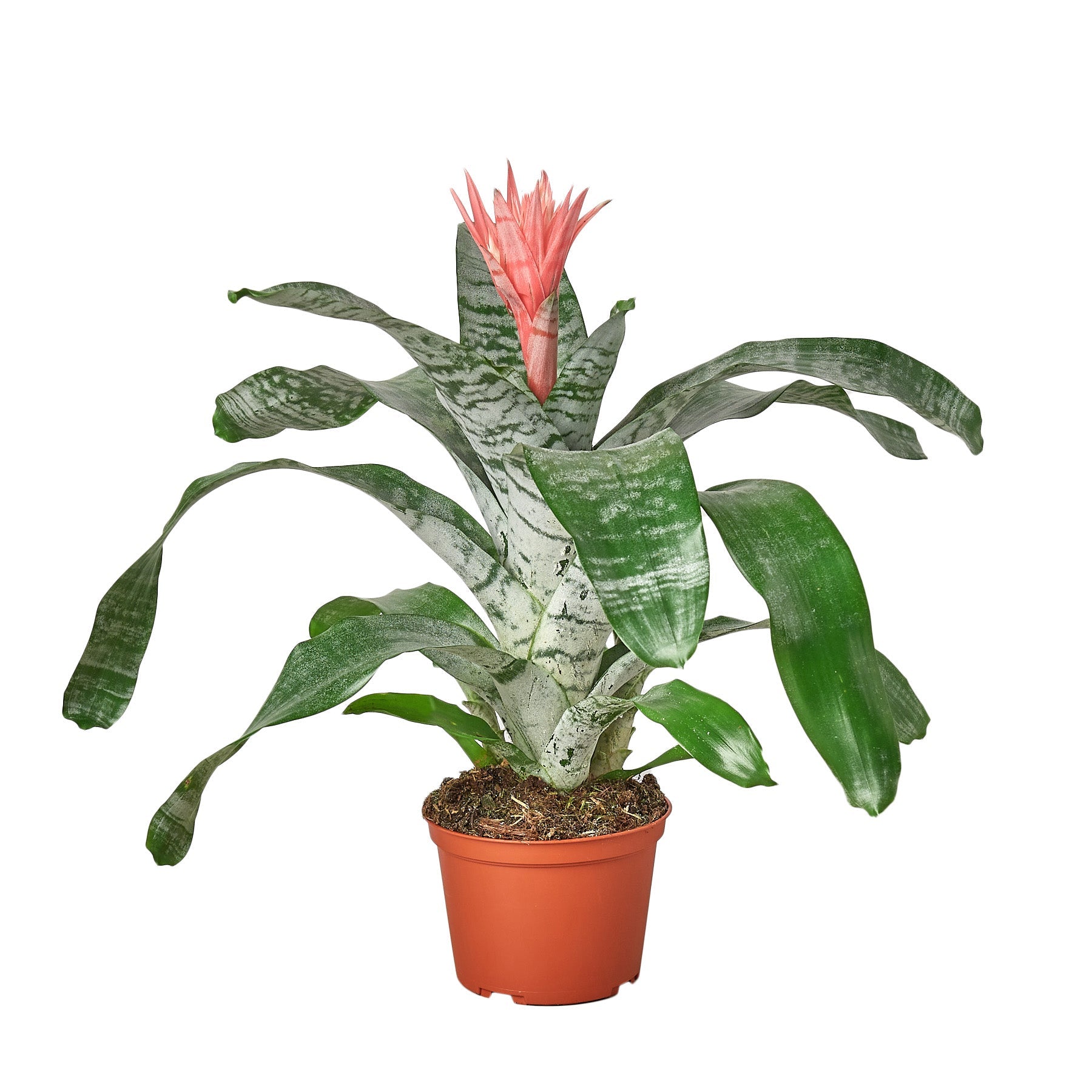 Bromeliad 'Silver Vase' Indoor Plants 6" Pot Austin Jungle Co.
