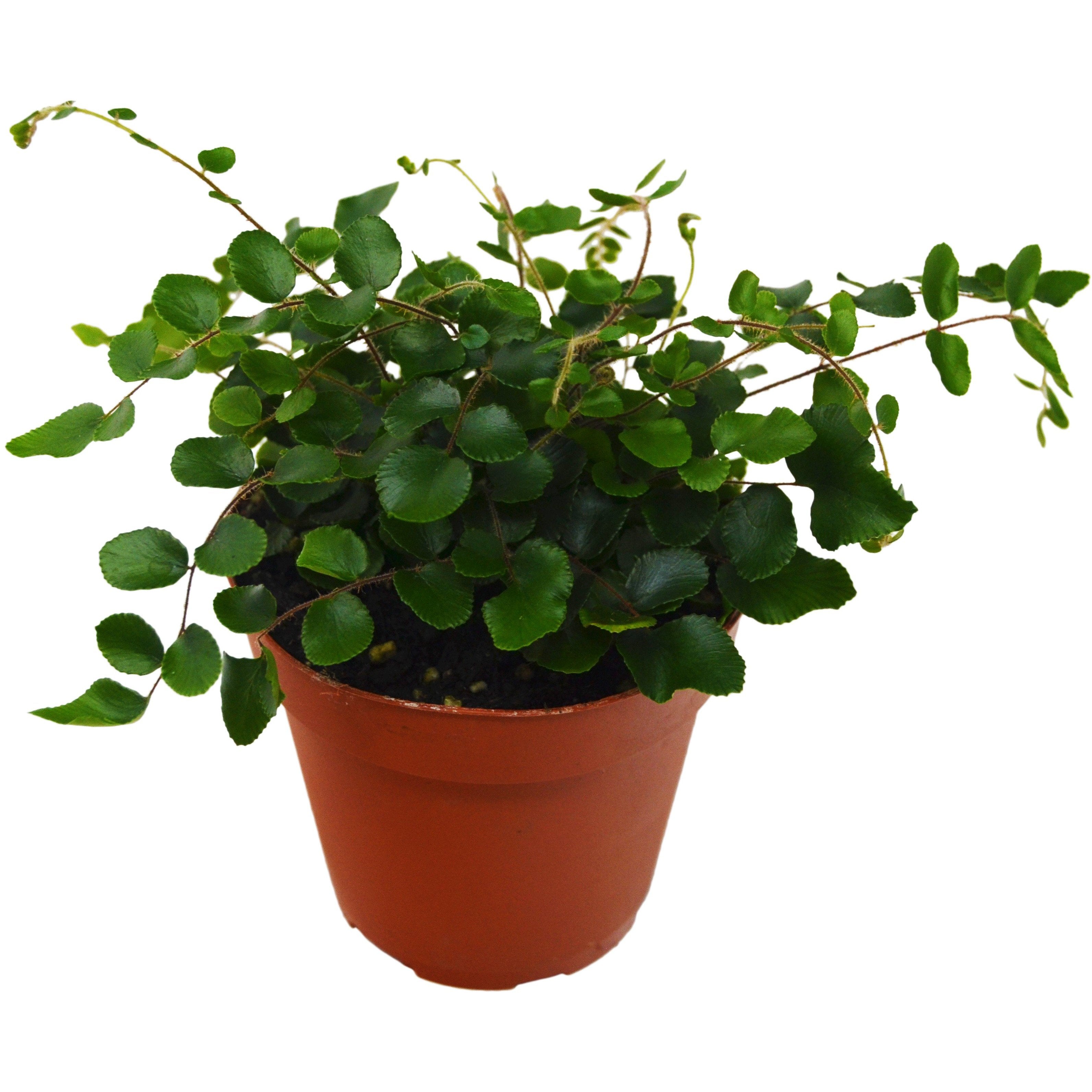 Button Fern 4" Plant 4" Pot Austin Jungle Co.