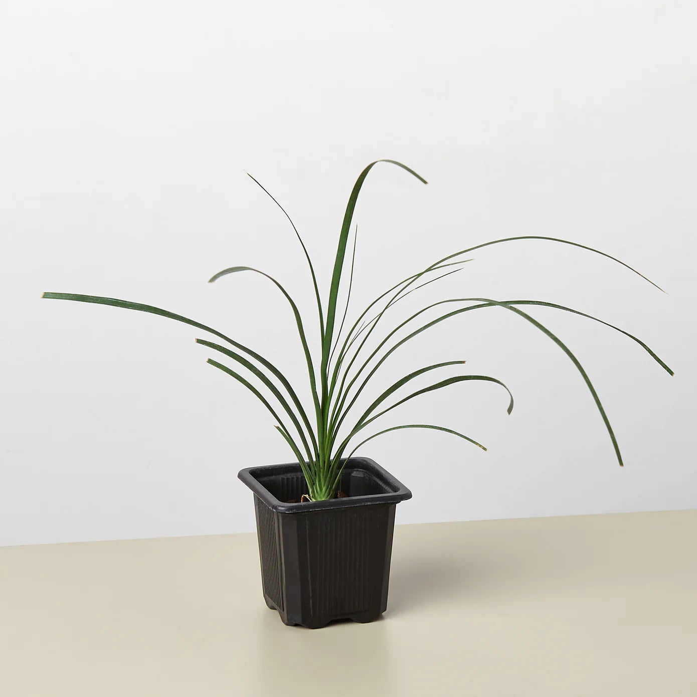 Palm Ponytail
