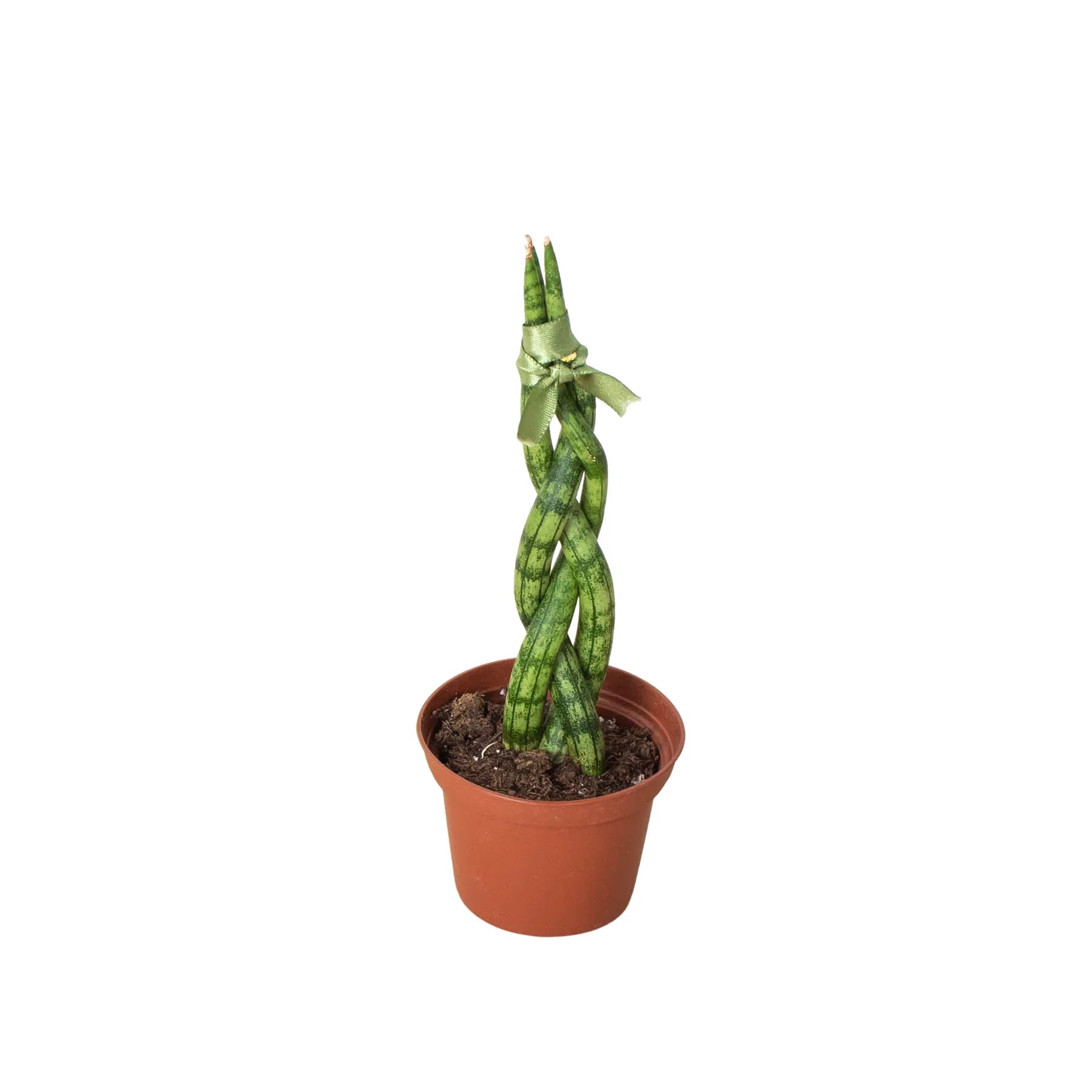 Snake Plant Braided - Austin Jungle Co.