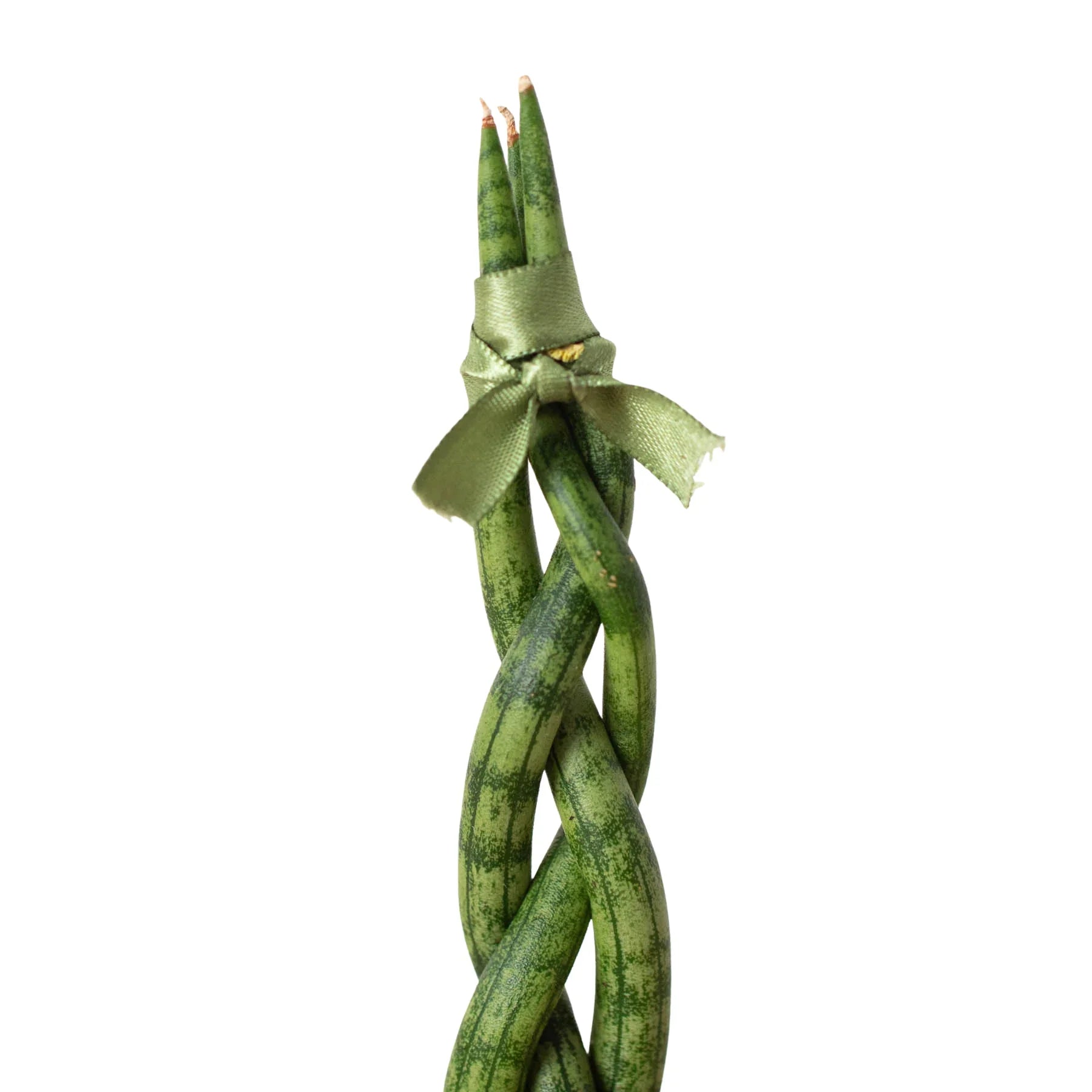 Snake Plant Braided - Austin Jungle Co.