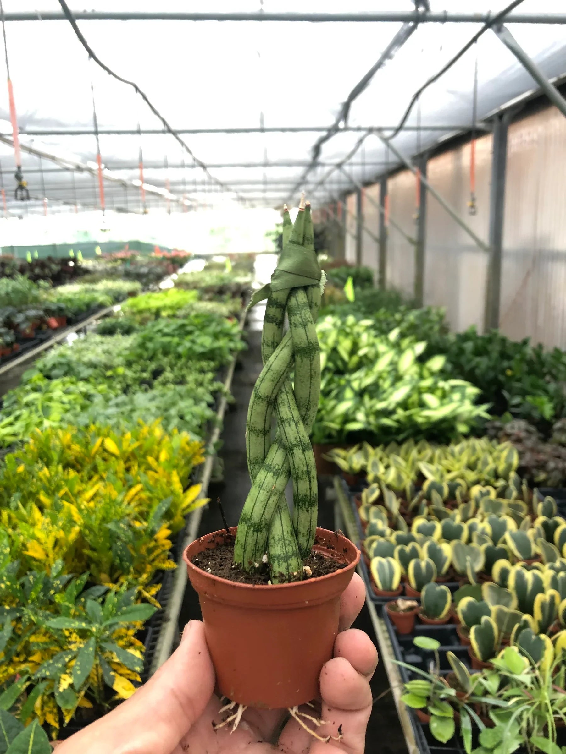 Snake Plant Braided - Austin Jungle Co.