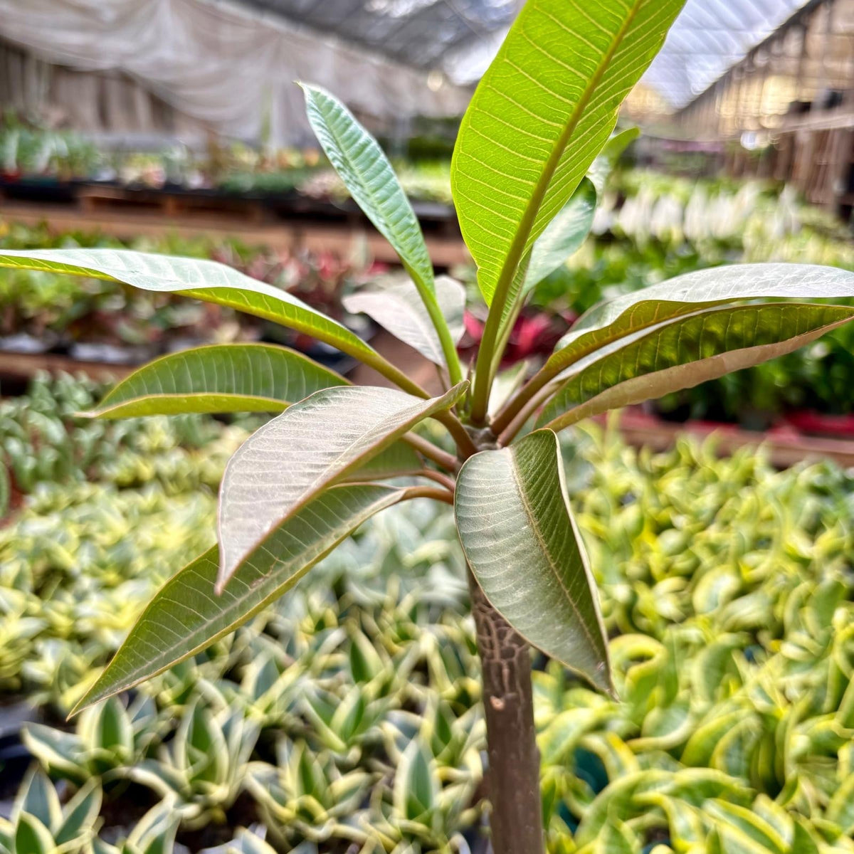 Plumeria Rubra Acutifolia live plant, photo 2 - Austin Jungle Co.