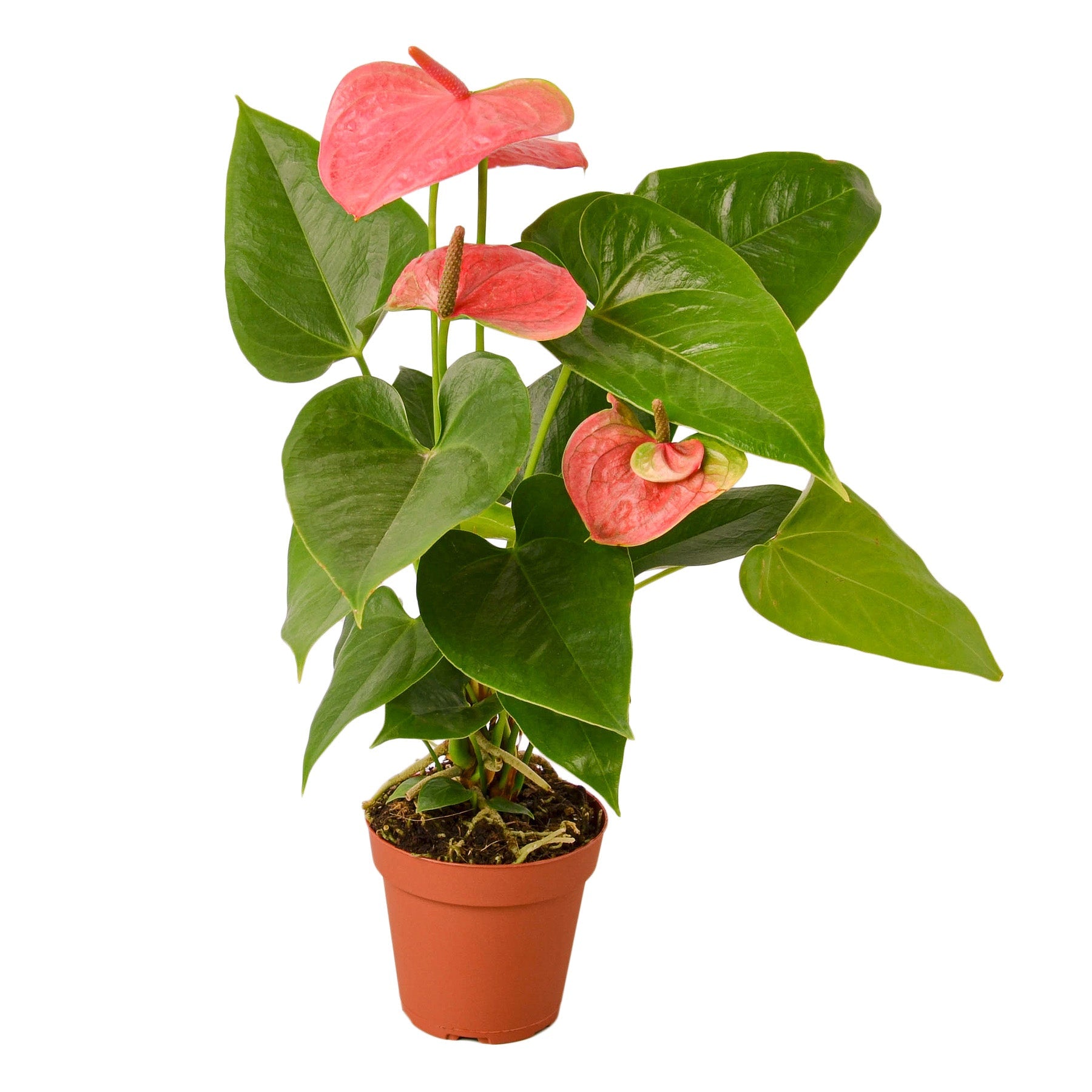 Anthurium 'Pink' - Austin Jungle Co.