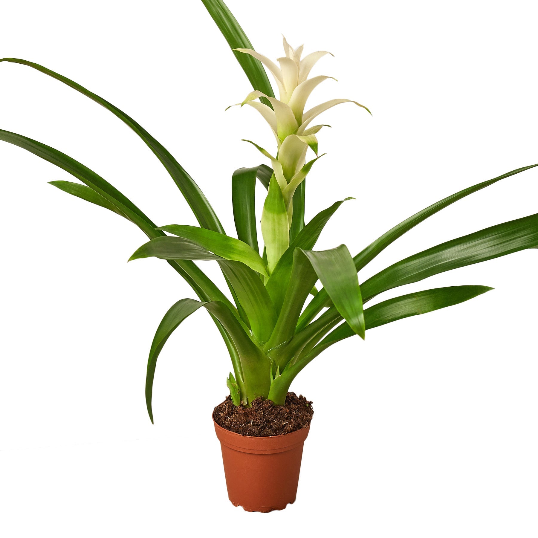 Bromeliad Guzmania 'White' Default 4" Pot Austin Jungle Co.