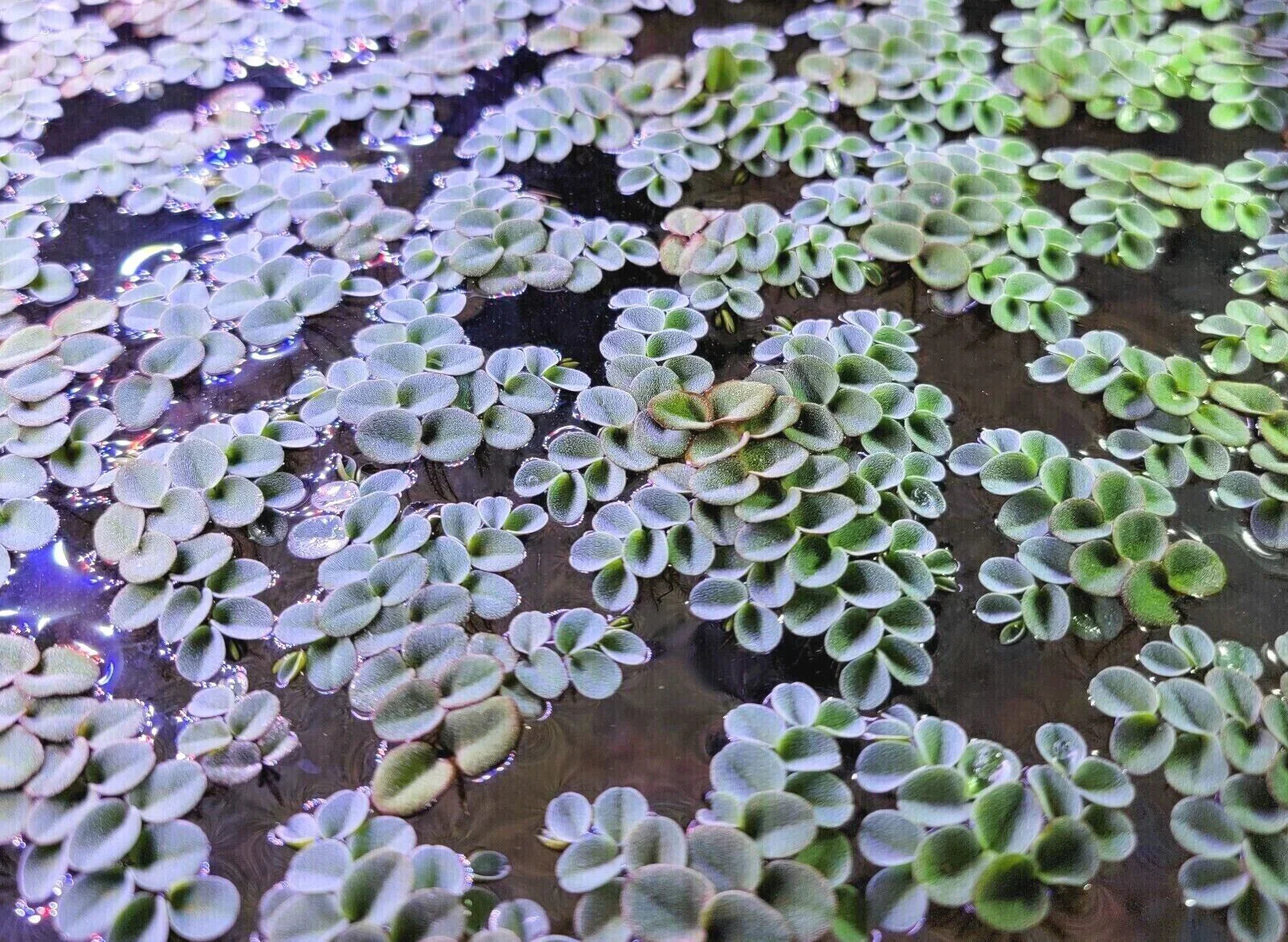 Salvinia Cucullata Default Title Austin Jungle Co.