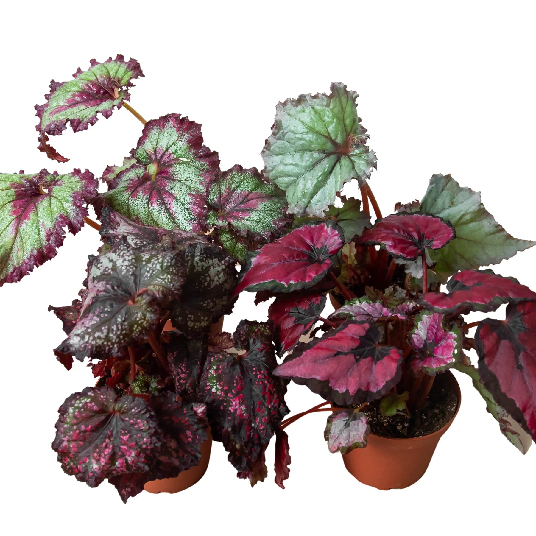 Begonia 'Rex' - 4 Pack Variety Indoor Plants 4" Pot Austin Jungle Co.