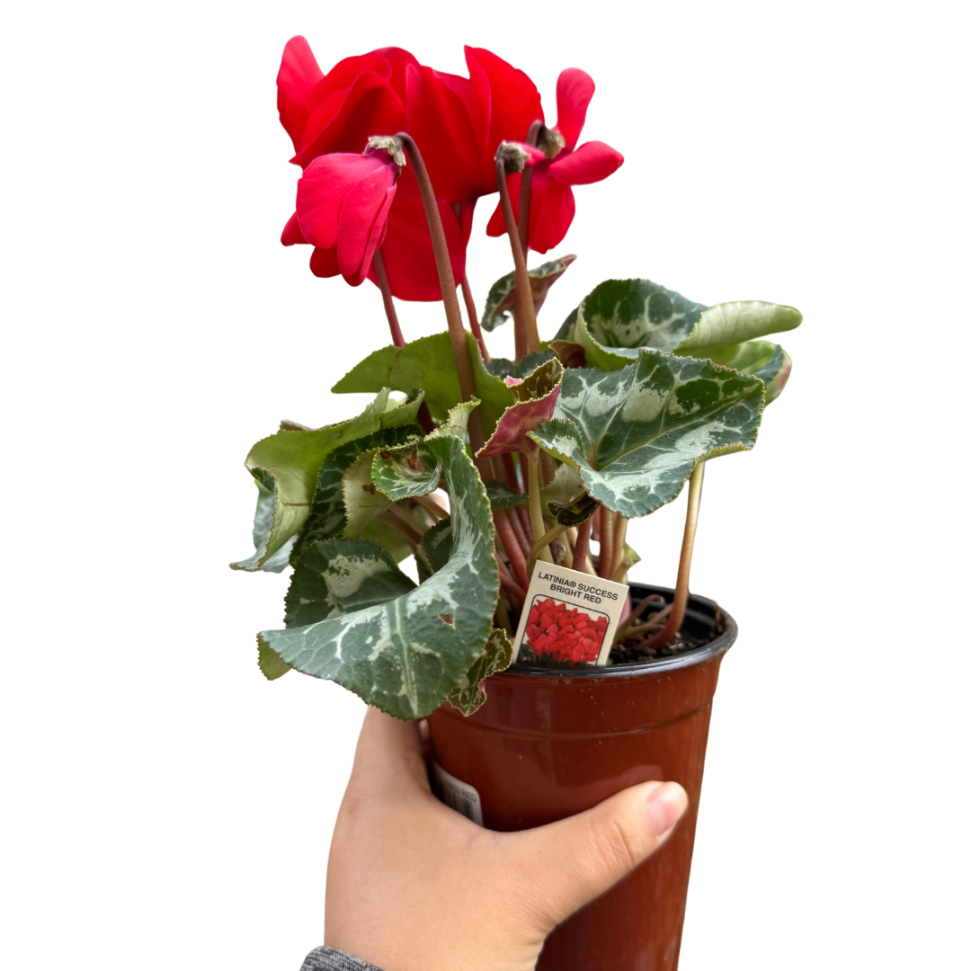 Cyclamen 'Red' - Austin Jungle Co.