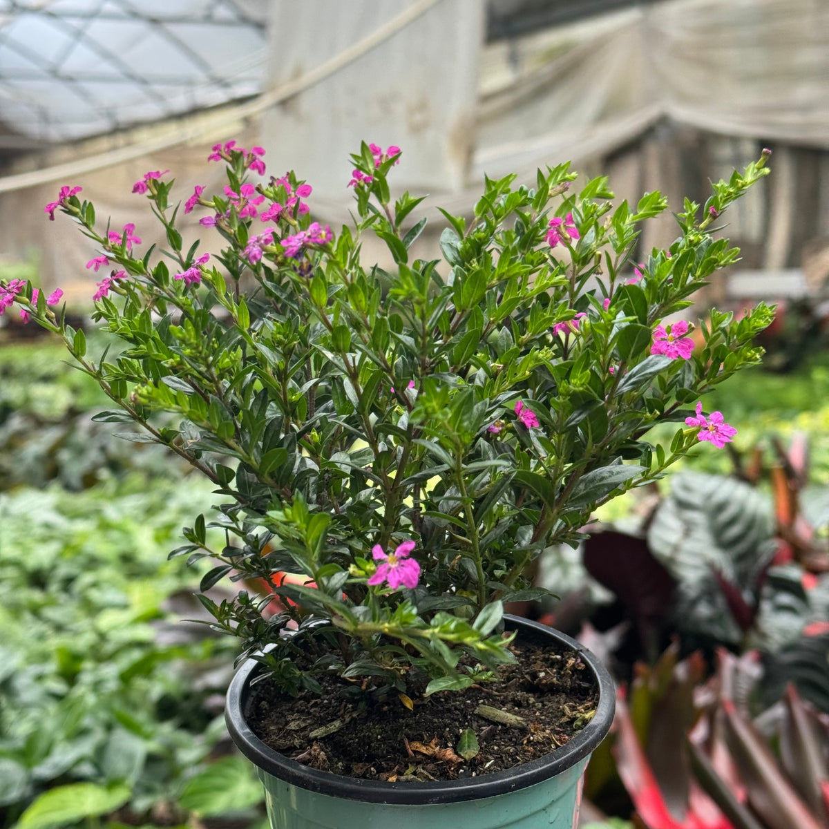 Cuphea Floriglory live plant, photo 2 - Austin Jungle Co.