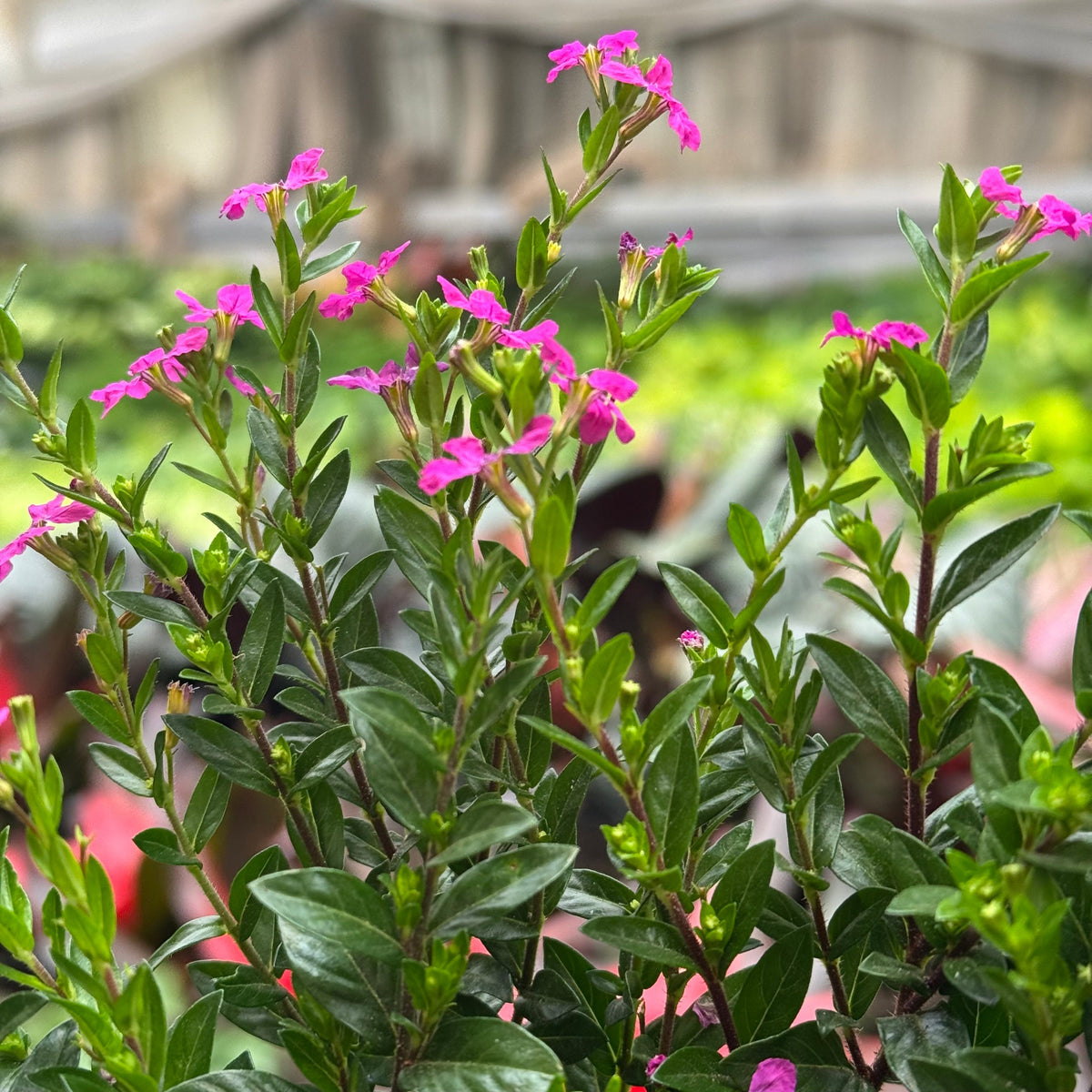 Cuphea Floriglory live plant, photo 4 - Austin Jungle Co.