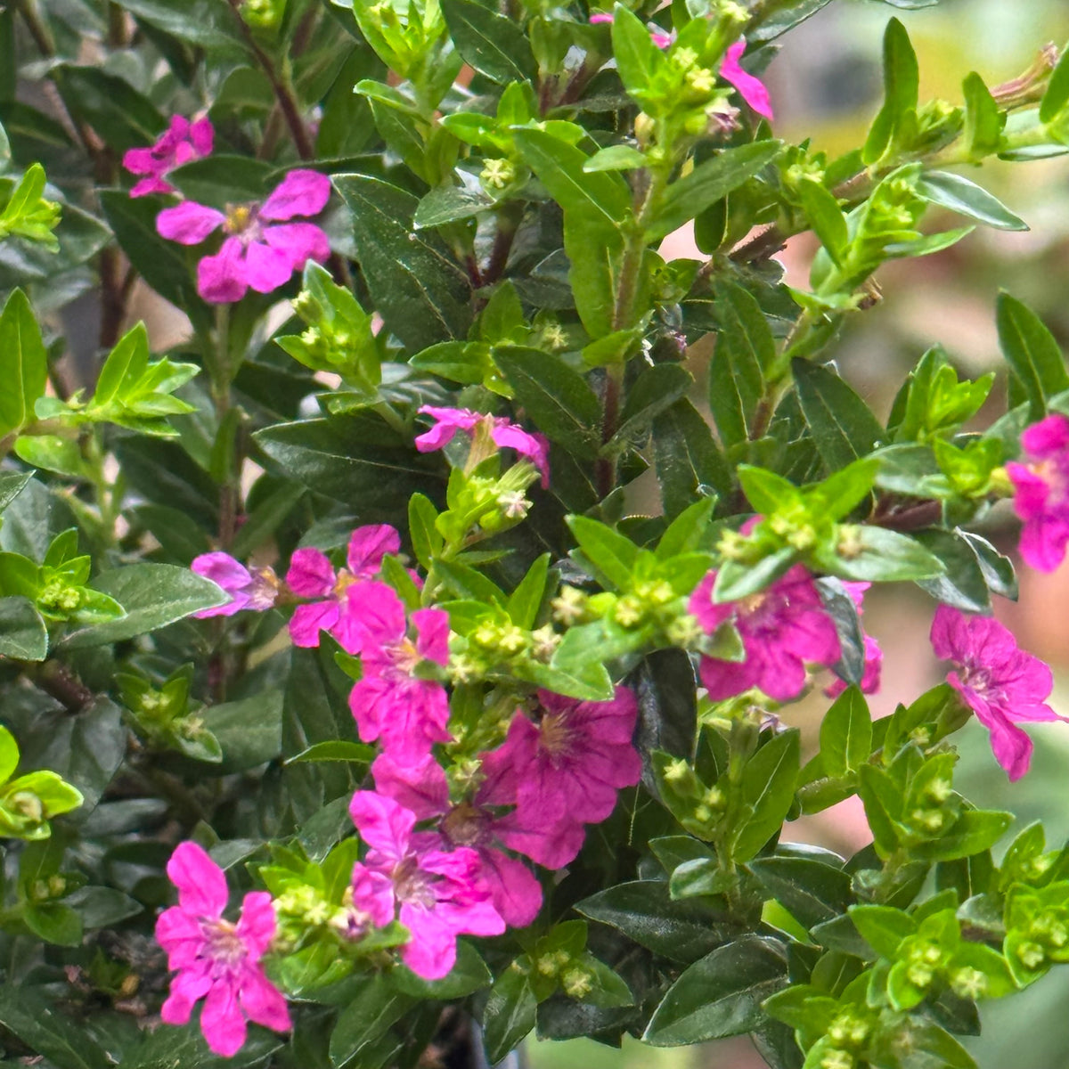 Cuphea Floriglory live plant, photo 6 - Austin Jungle Co.