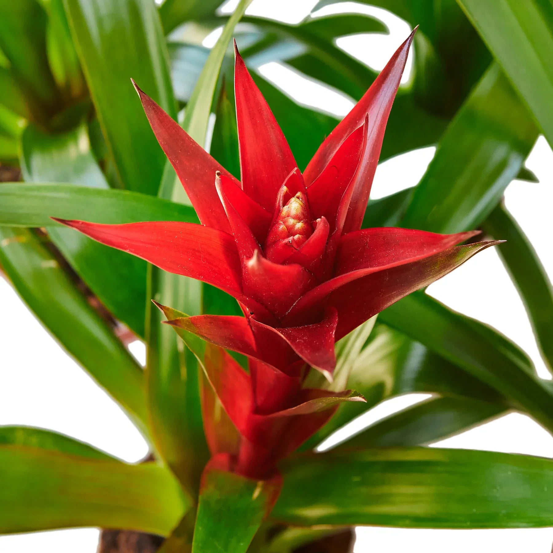 Guzmania Bromeliad 'Red' Default 4" Pot / Nursery Pot Austin Jungle Co.