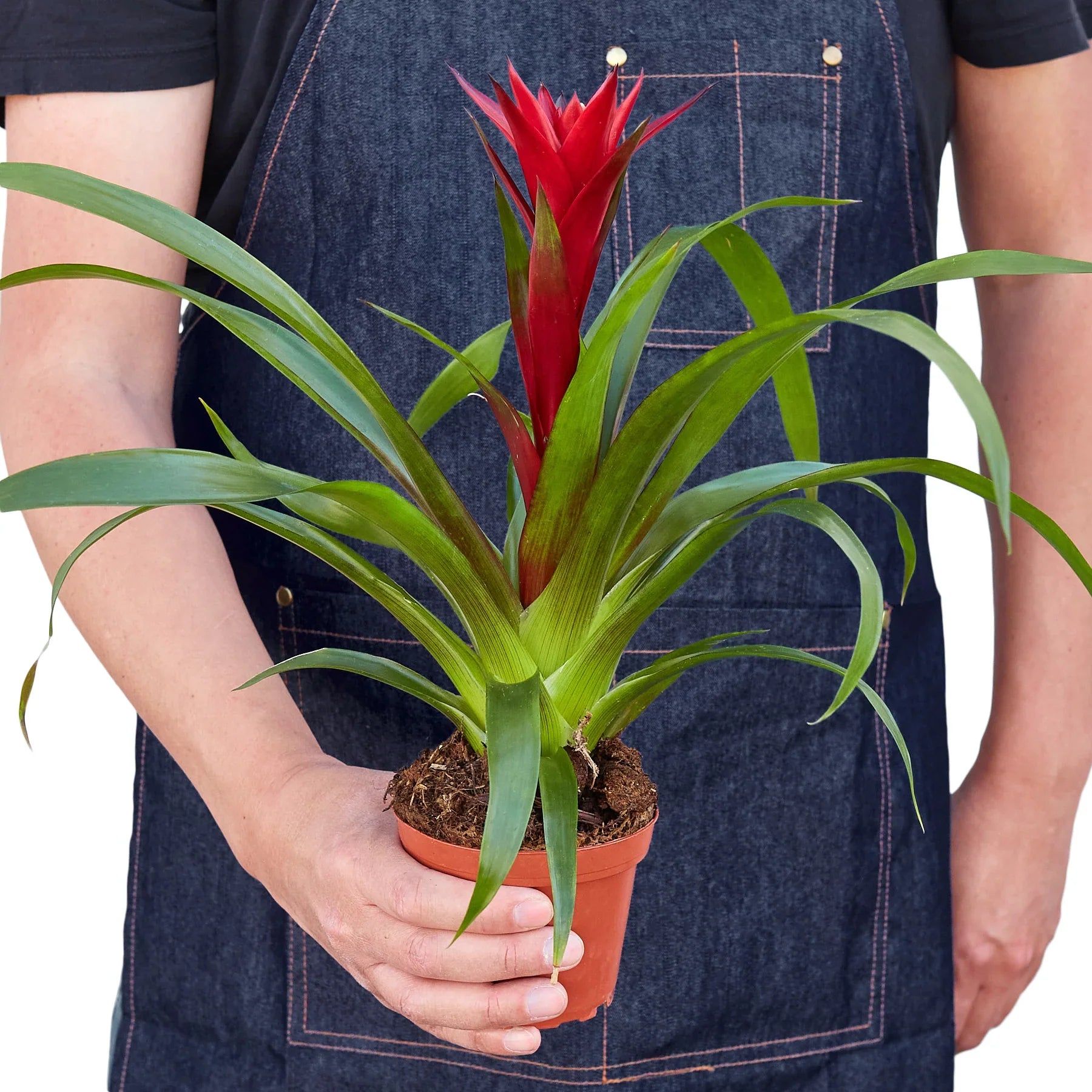 Guzmania Bromeliad 'Red' Default 4" Pot / Nursery Pot Austin Jungle Co.
