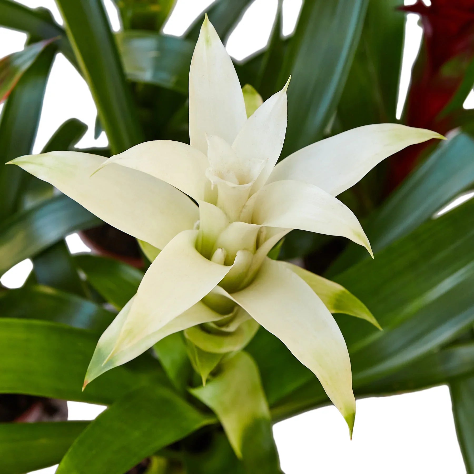 Bromeliad Guzmania 'White' Default 4" Pot Austin Jungle Co.