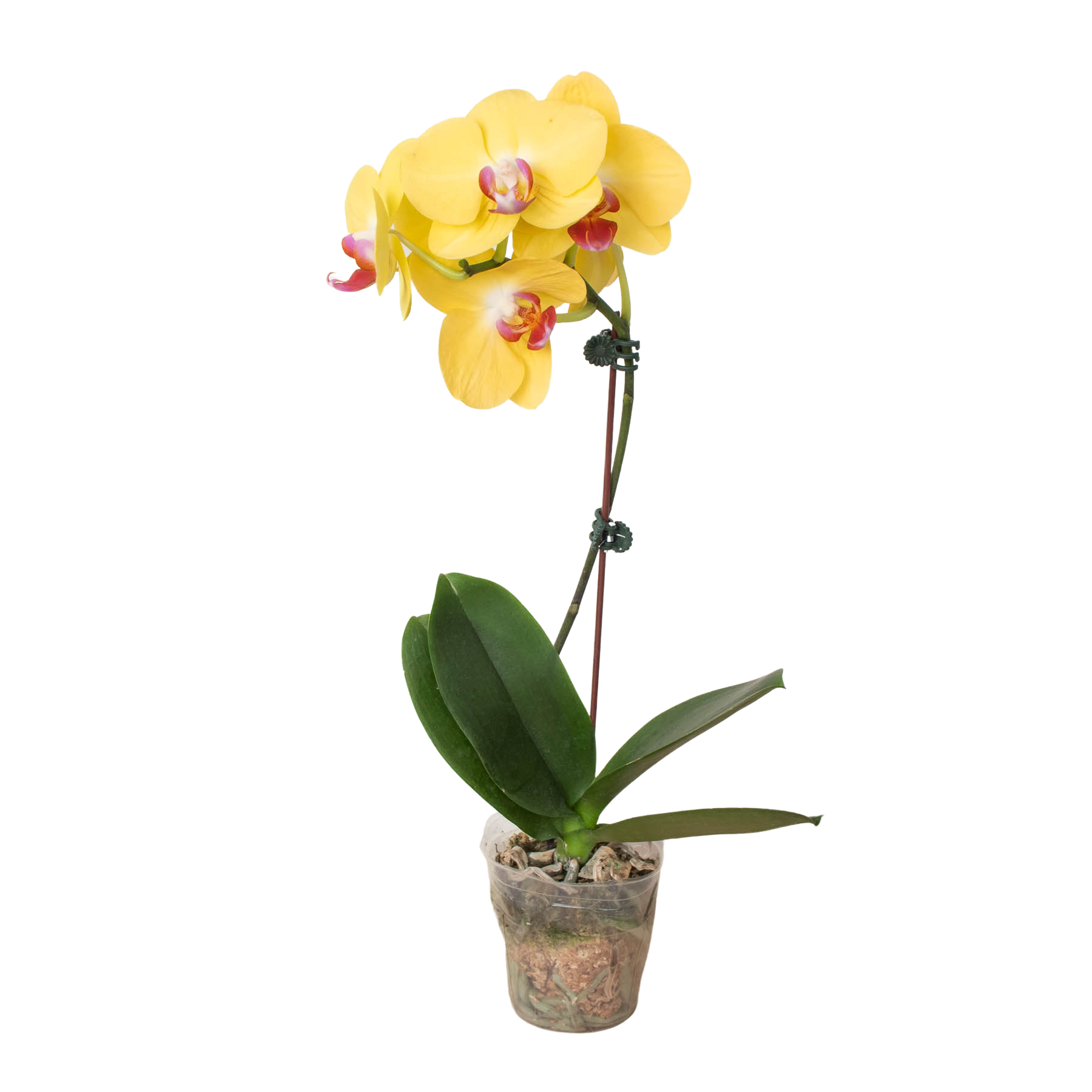 Orchid 'Yellow Phalaenopsis' 3" Pot / Single Spike Austin Jungle Co.