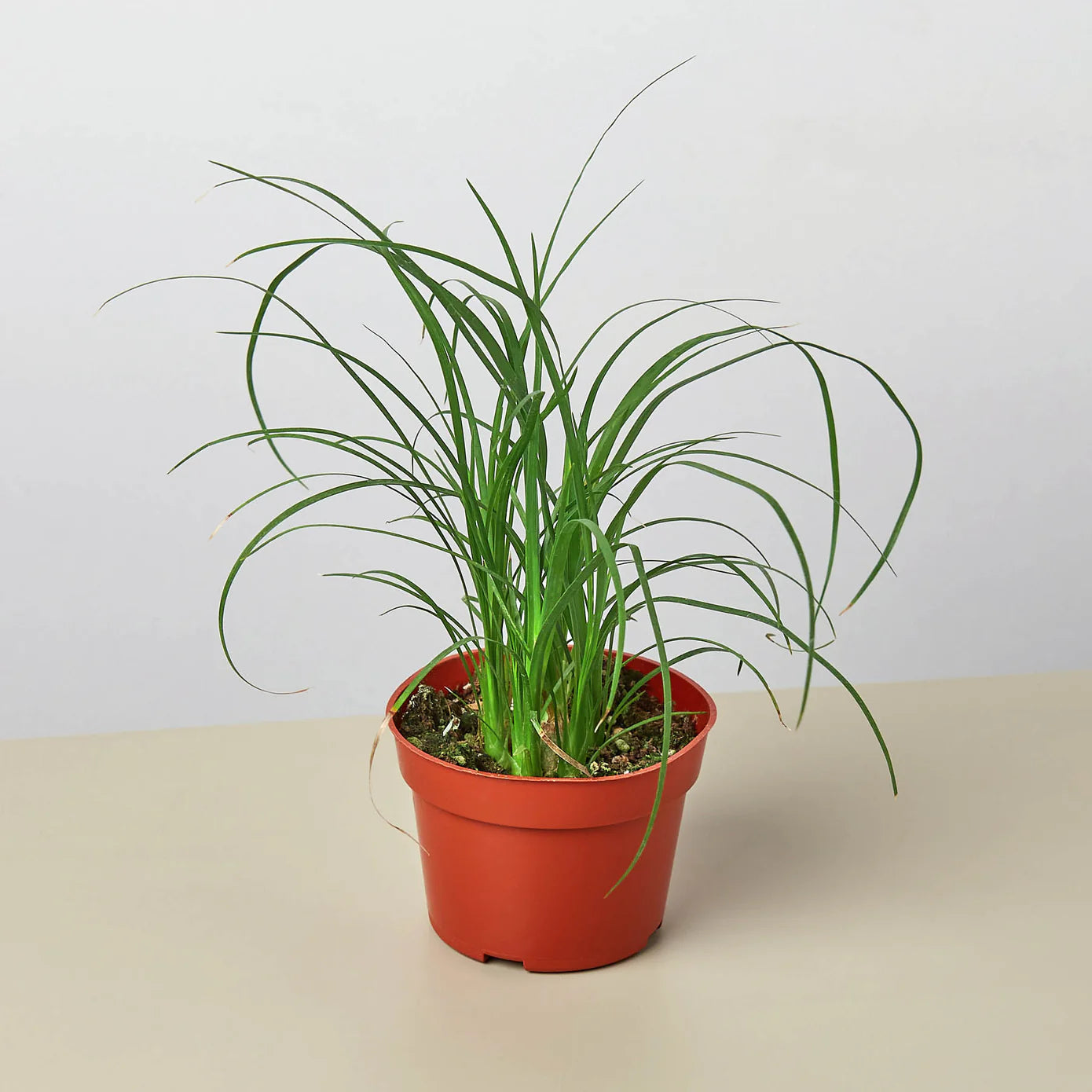 Potted plant with long green leaves on a light background
