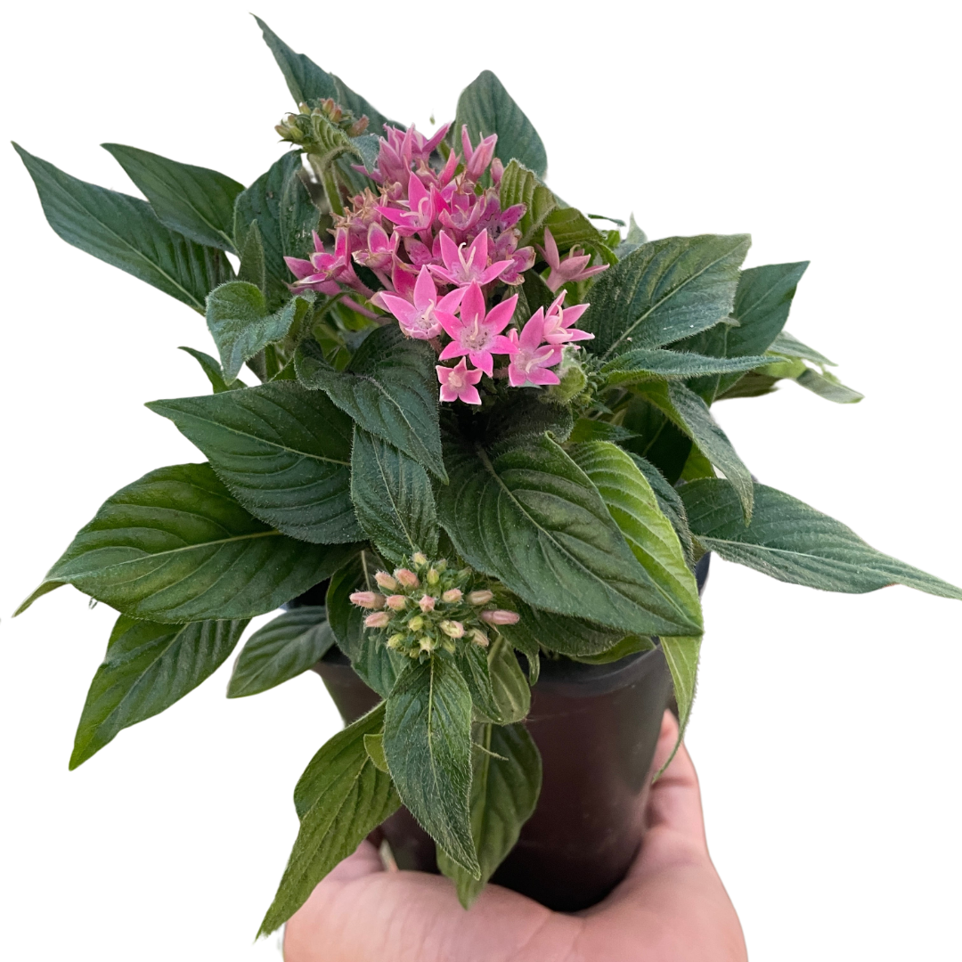 Penta Flowering 4" Pot / Pink Austin Jungle Co.