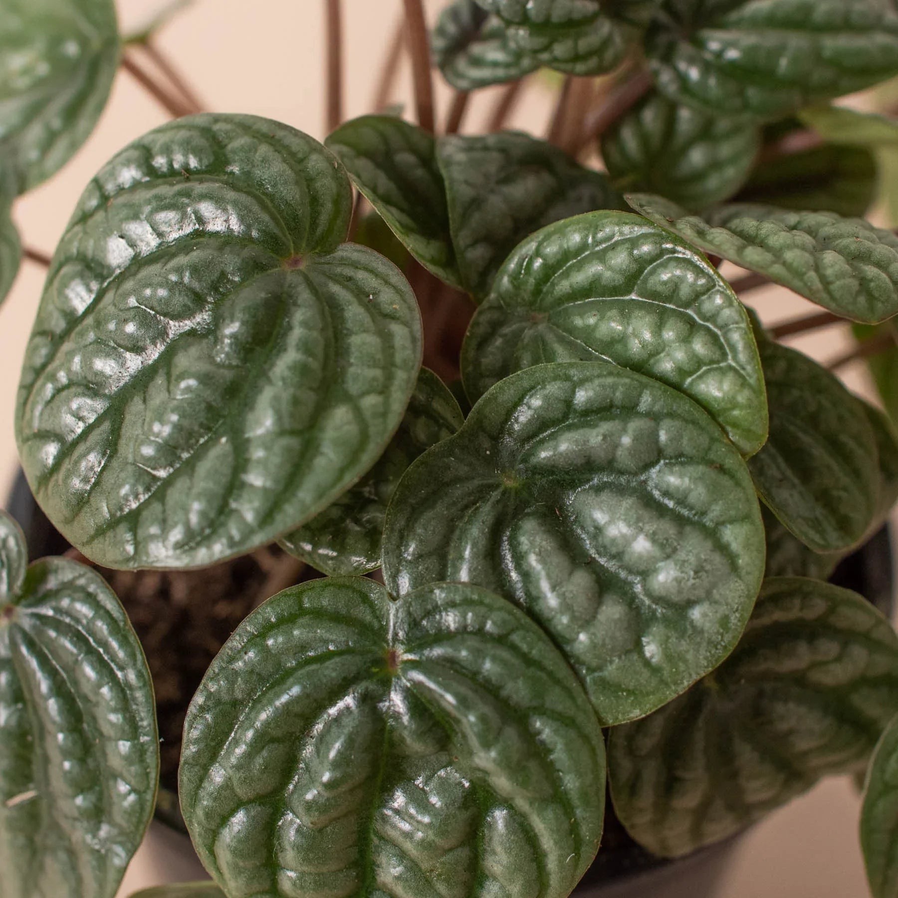Peperomia 'Burbella' 4" Pot Austin Jungle Co.