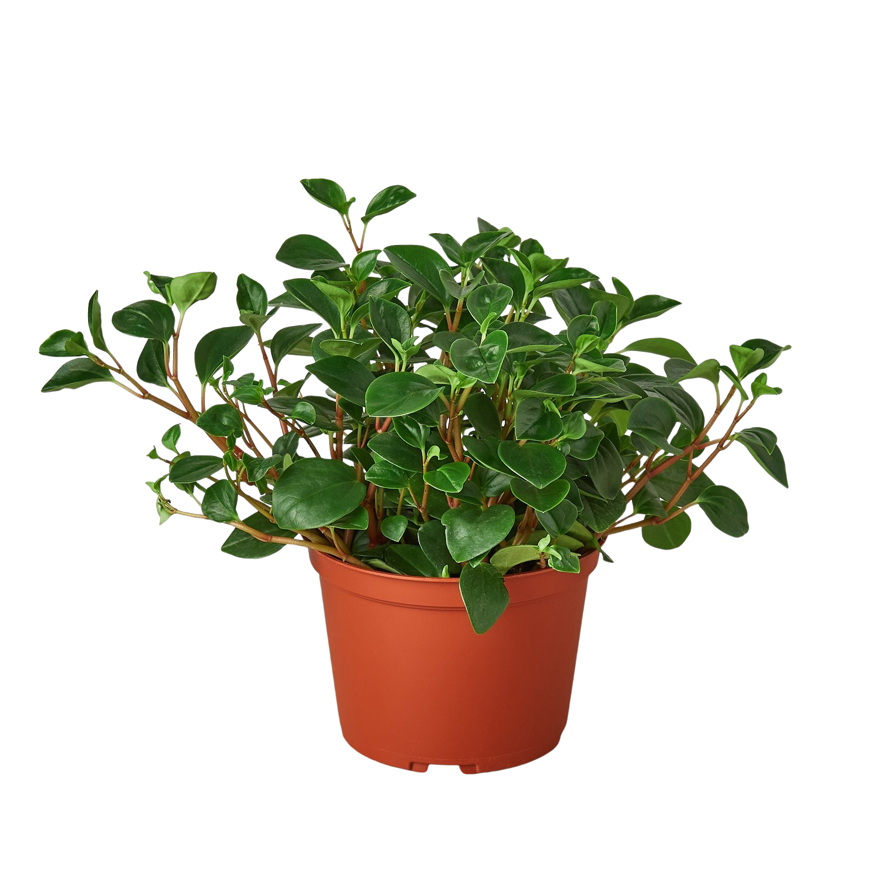 Peperomia 'Glabella' Indoor Plants 3" Pot Austin Jungle Co.