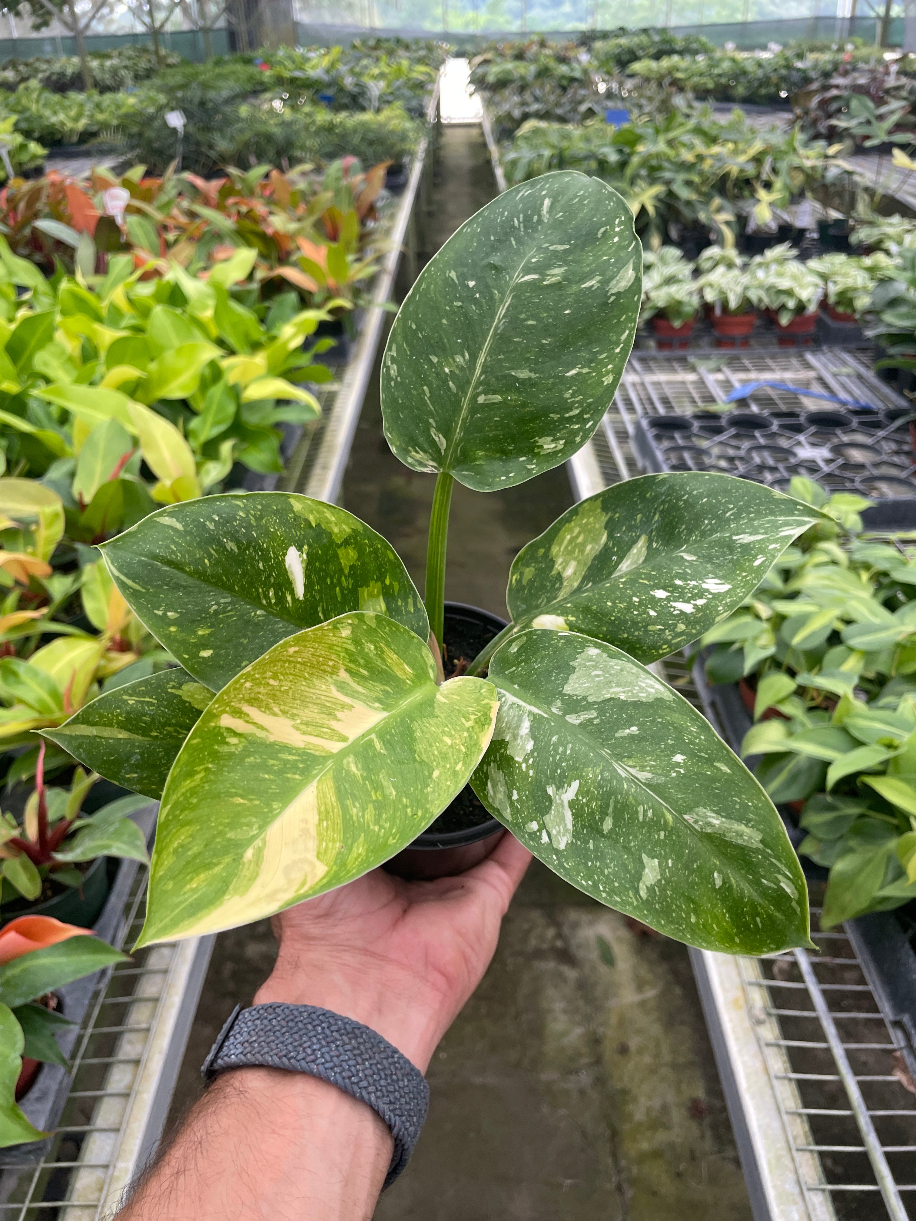Philodendron 'Congo Nuclear' Indoor Plants 4" Pot Austin Jungle Co.