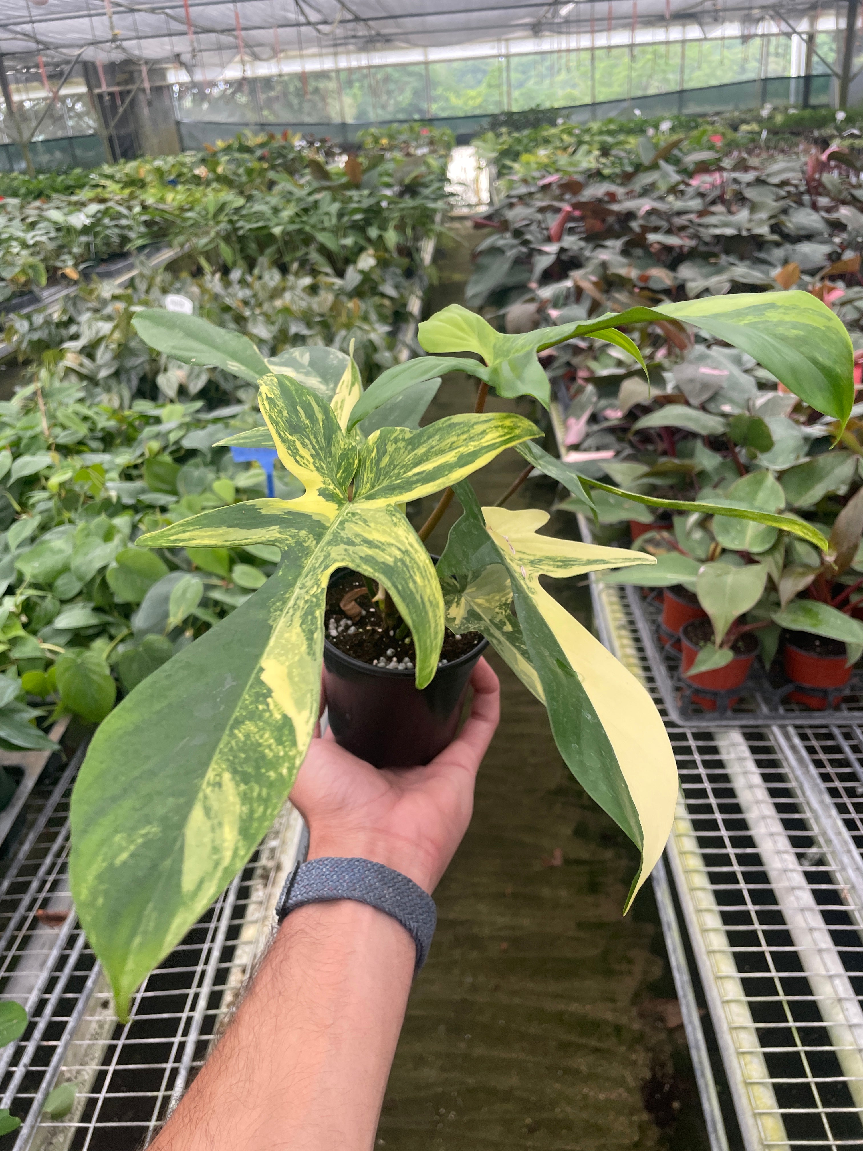Philodendron Florida Beauty Variegated - Austin Jungle Co.