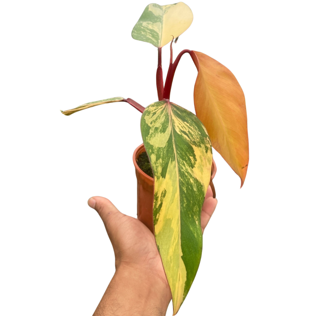 Philodendron 'Strawberry Shake' - Austin Jungle Co.