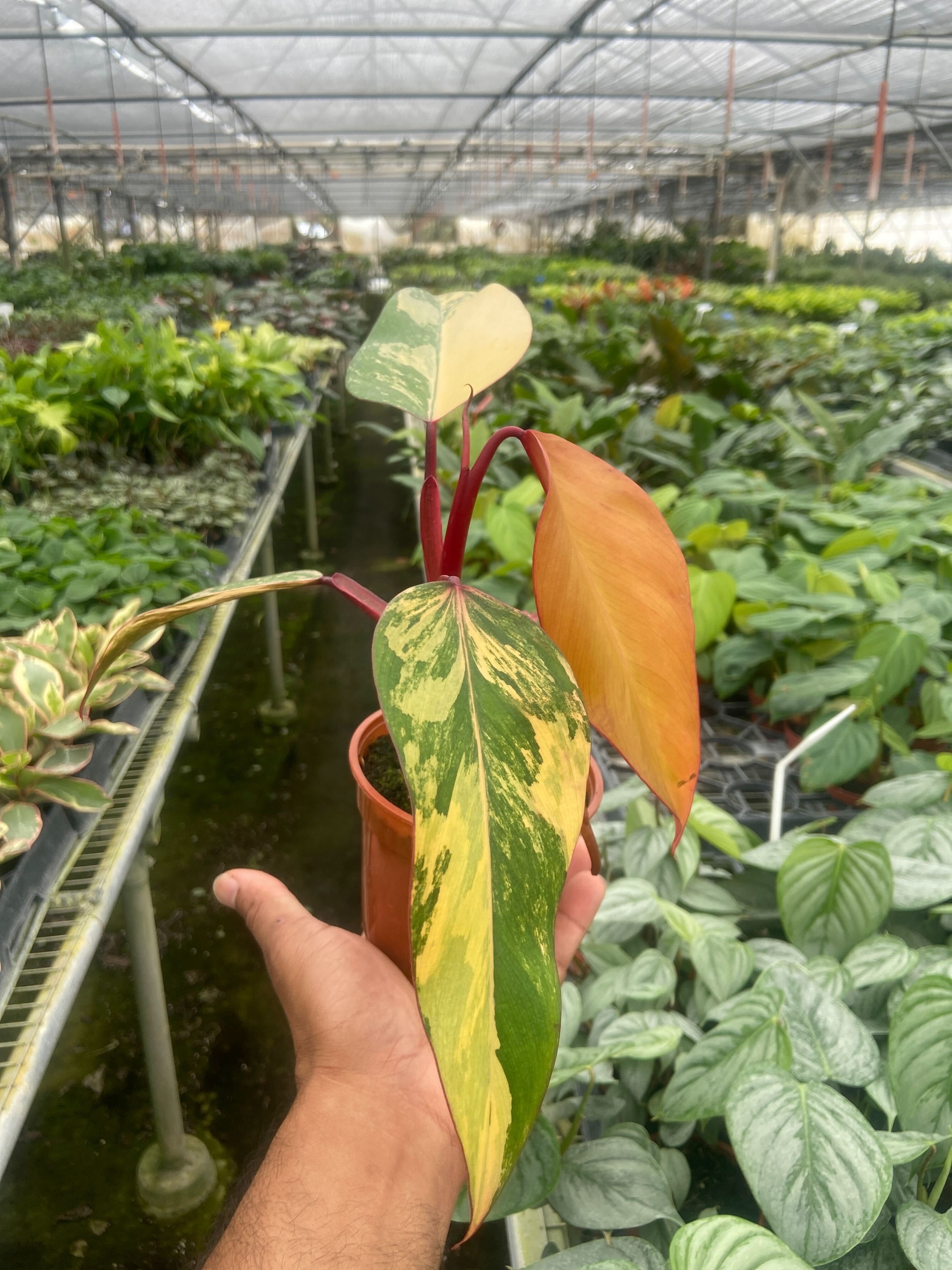 Philodendron 'Strawberry Shake' - Austin Jungle Co.
