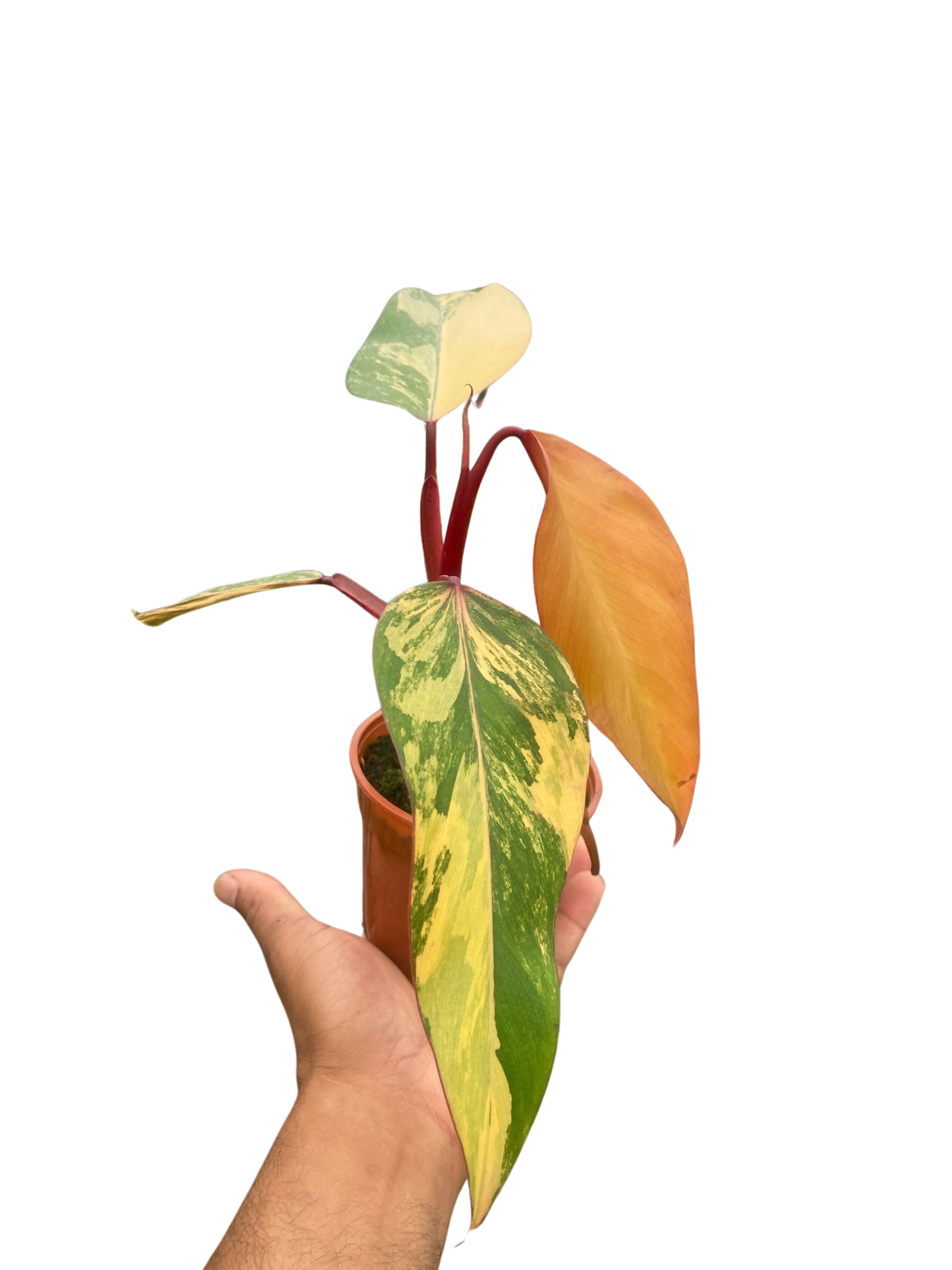 Philodendron 'Strawberry Shake' - Austin Jungle Co.
