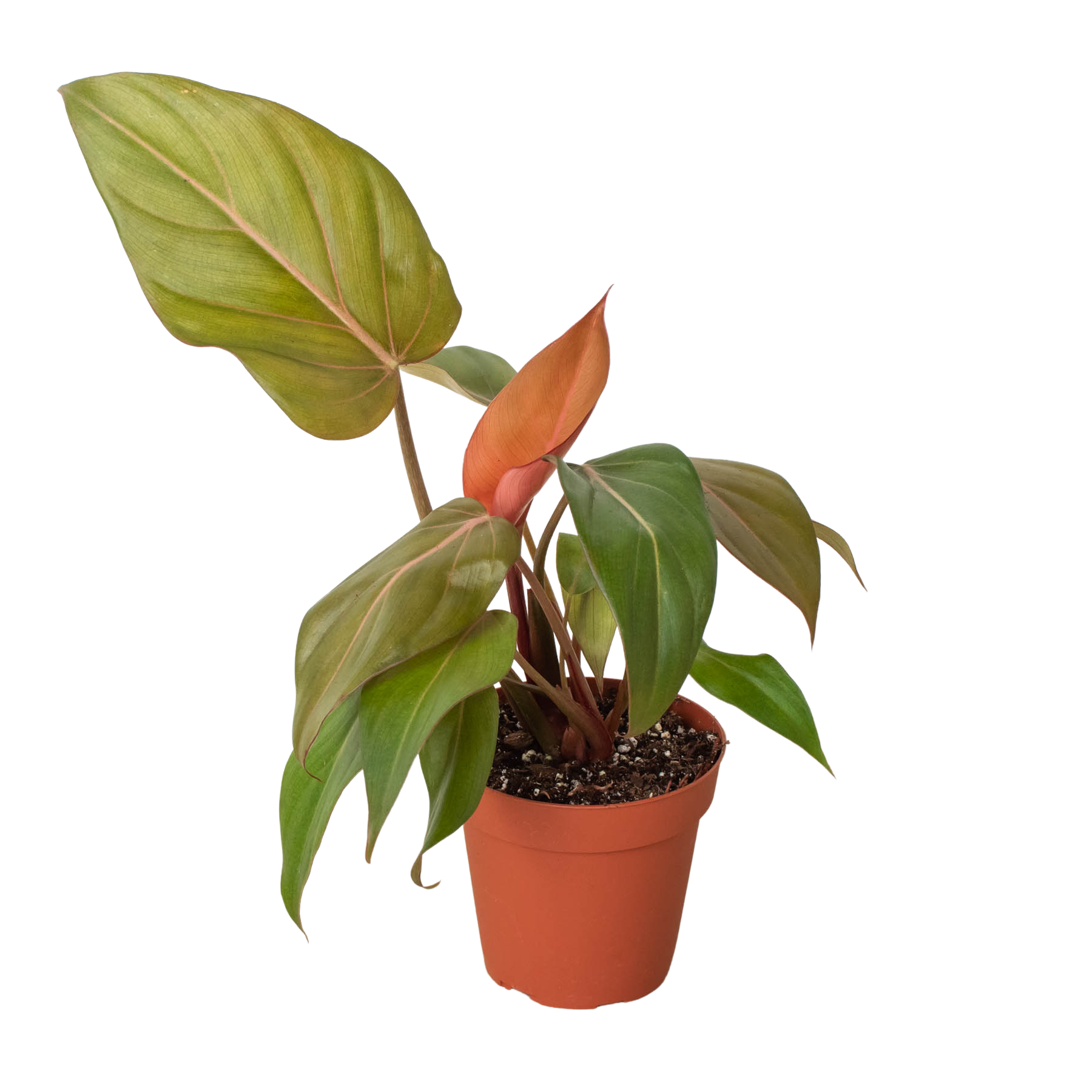 Austin Jungle Co. 2" Pot Indoor Plants Philodendron 'Summer Glory'