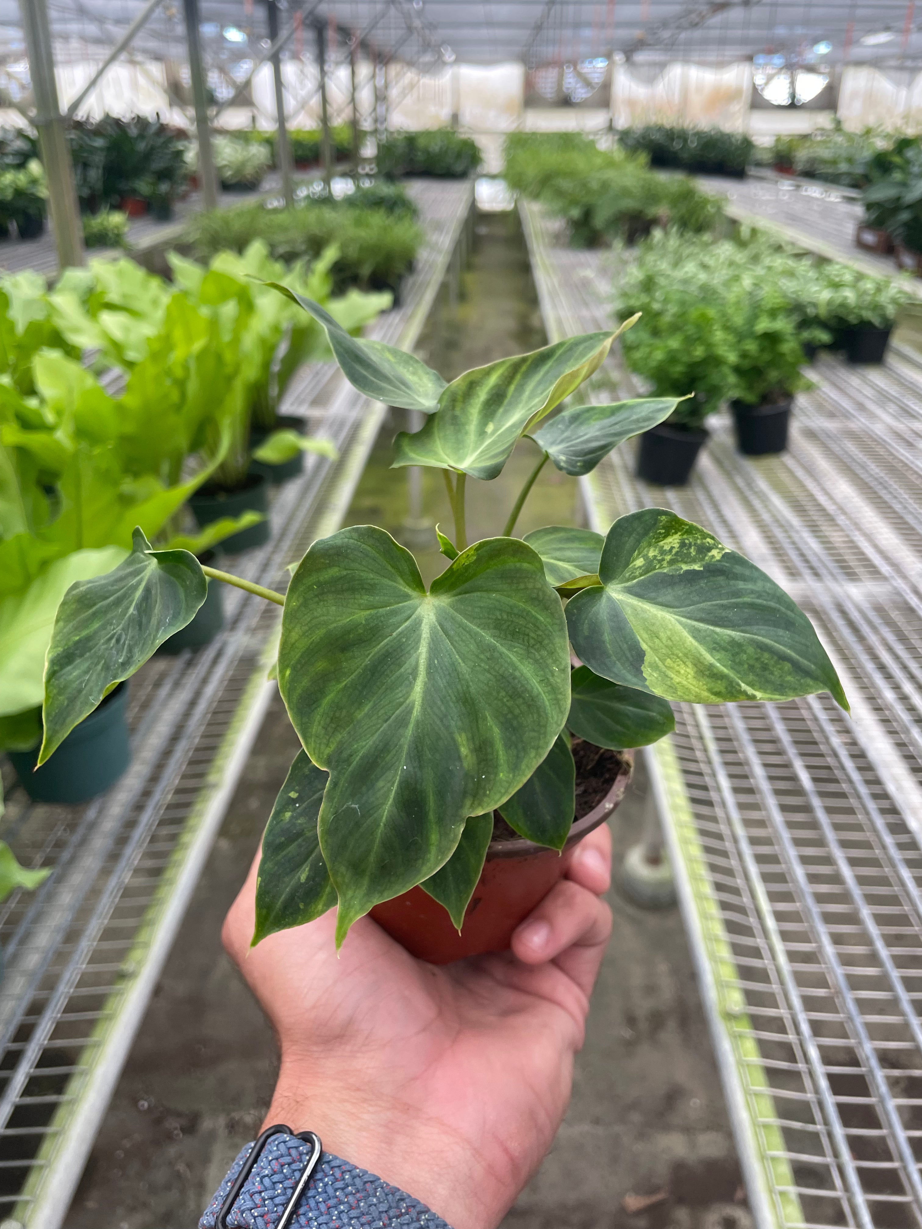 Philodendron 'Verrucosum' - Austin Jungle Co.
