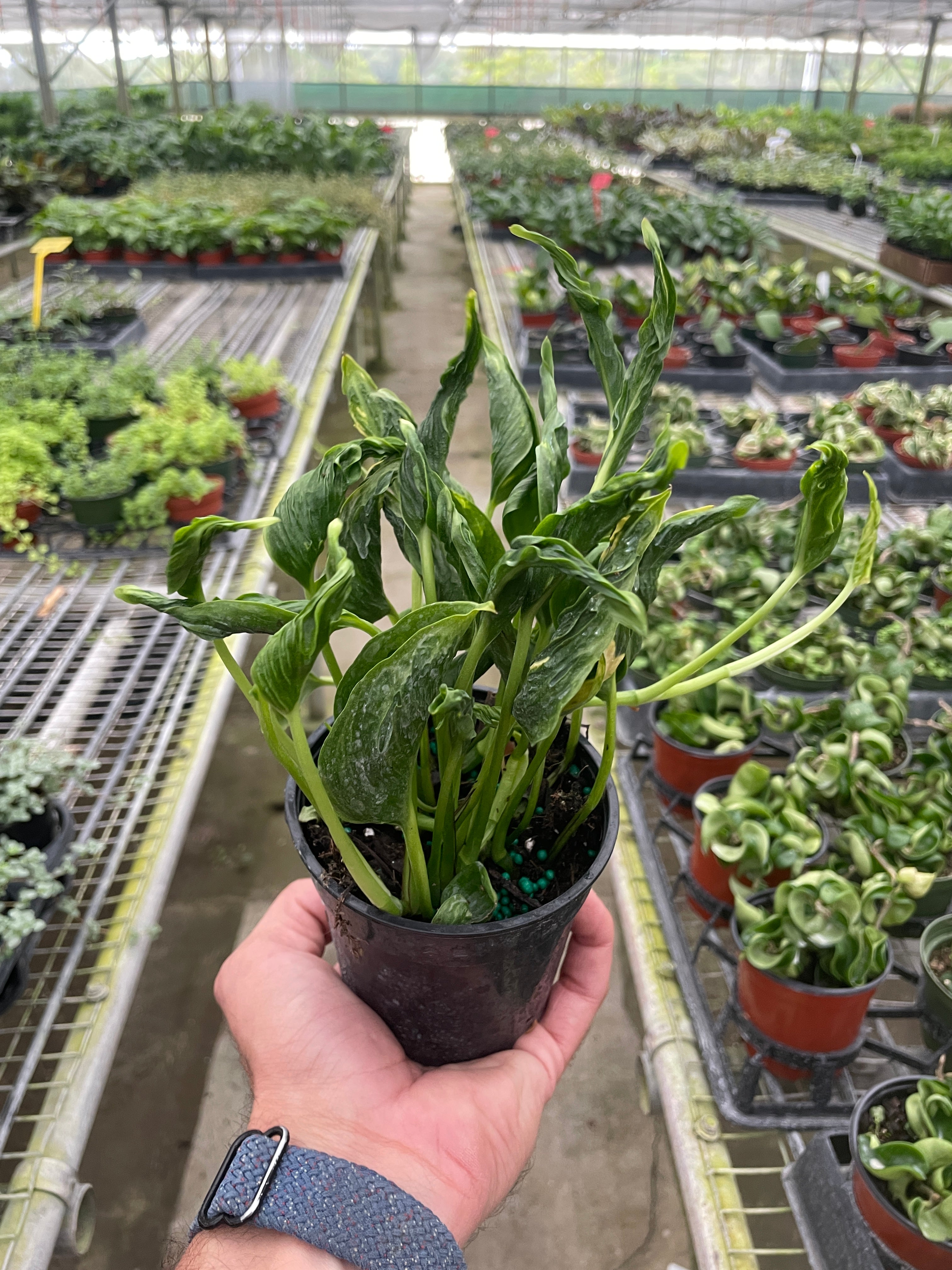 Pothos 'Shangri La' - Austin Jungle Co.