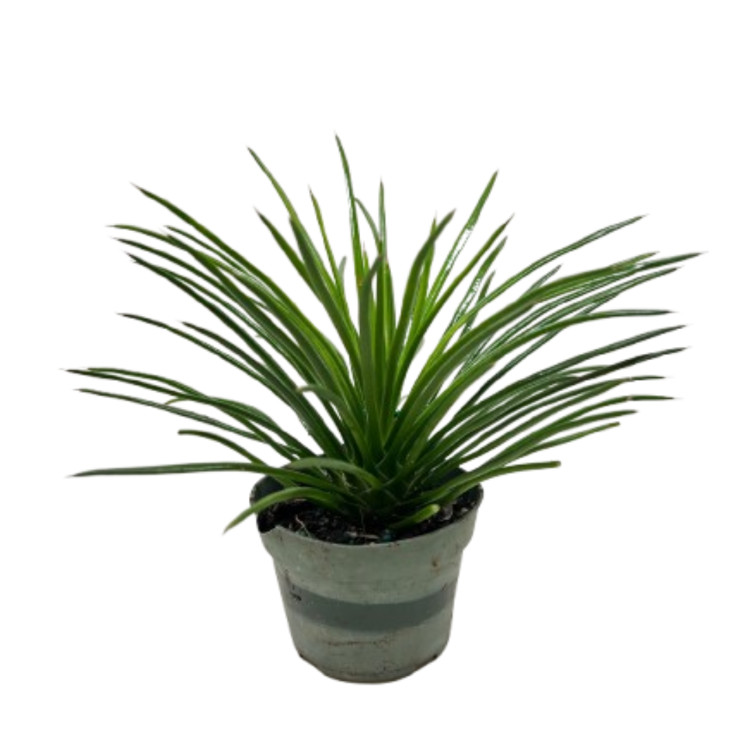Succulent Agave Twin Flower - Austin Jungle Co.