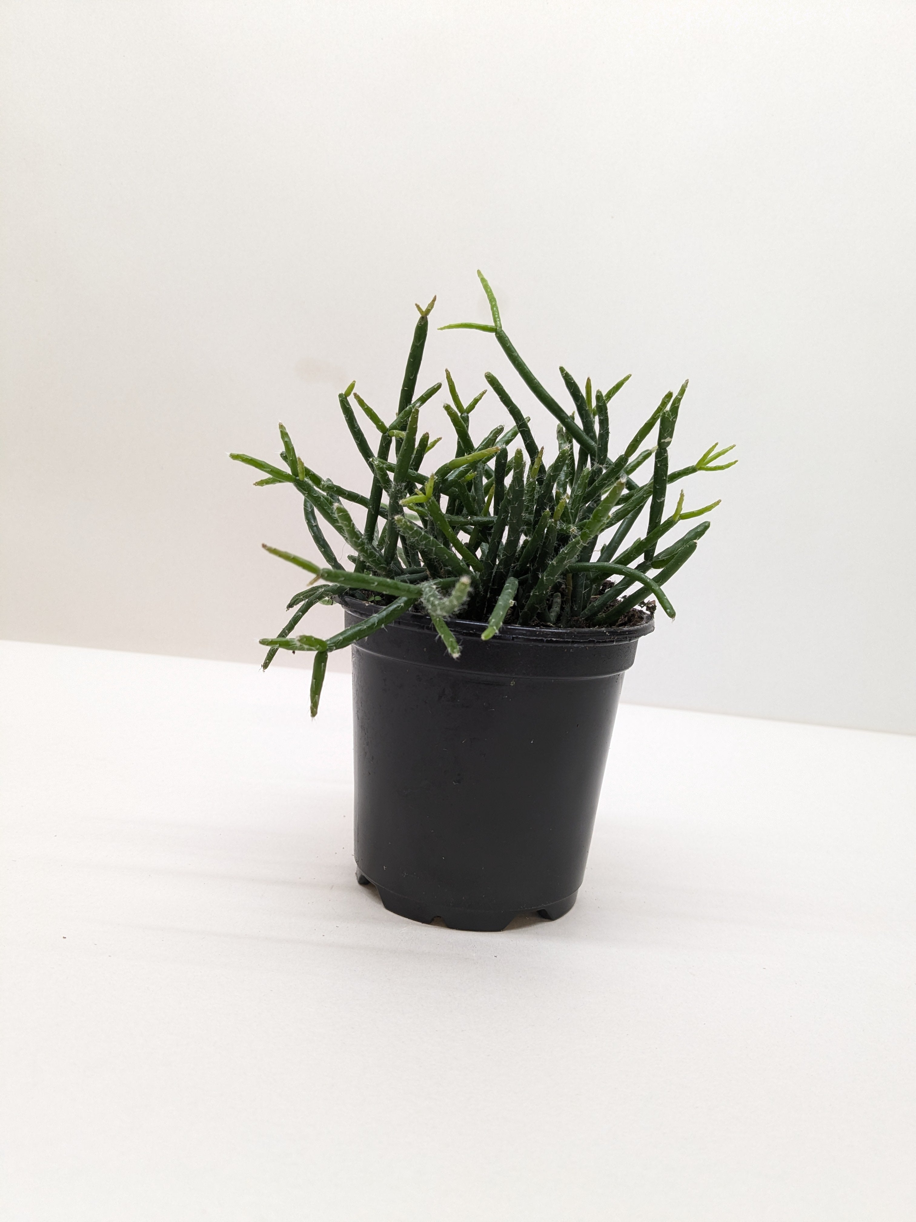 Succulent Cactus 'Mistletoe' Succulent 4" Pot Austin Jungle Co.