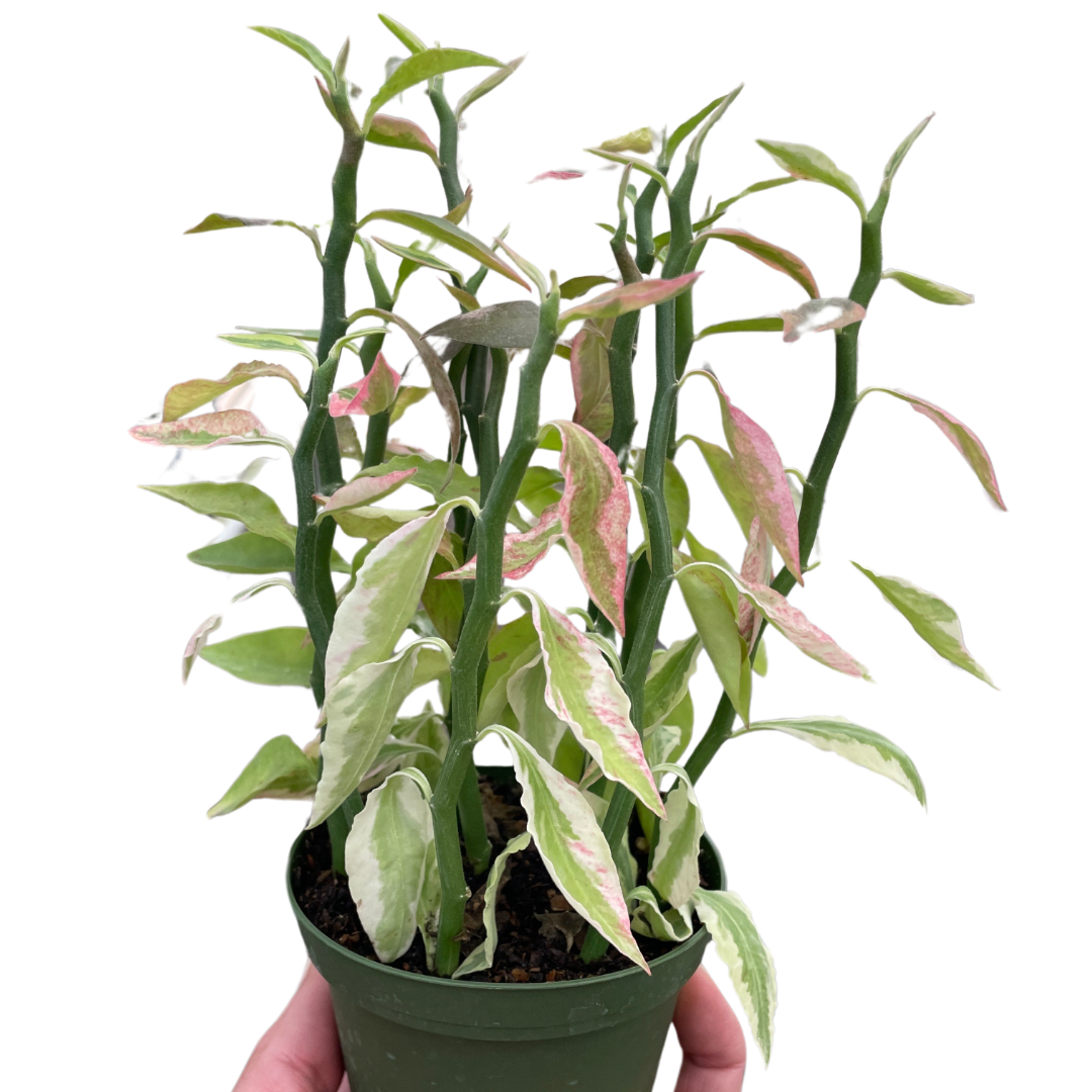Variegated Devil's Backbone Euphorbia Succulent 4" Pot Austin Jungle Co.