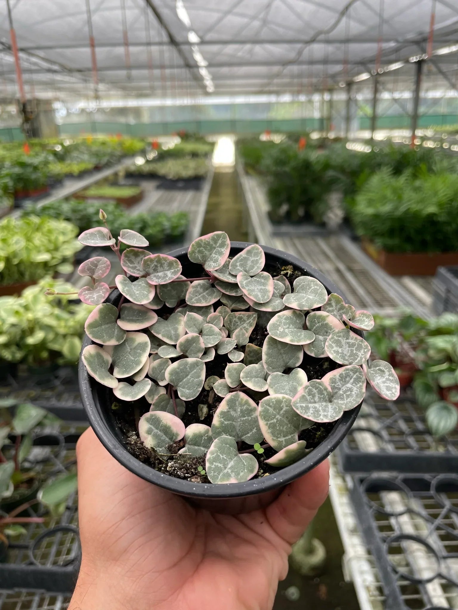 String of Hearts Variegated 4" Pot Austin Jungle Co.