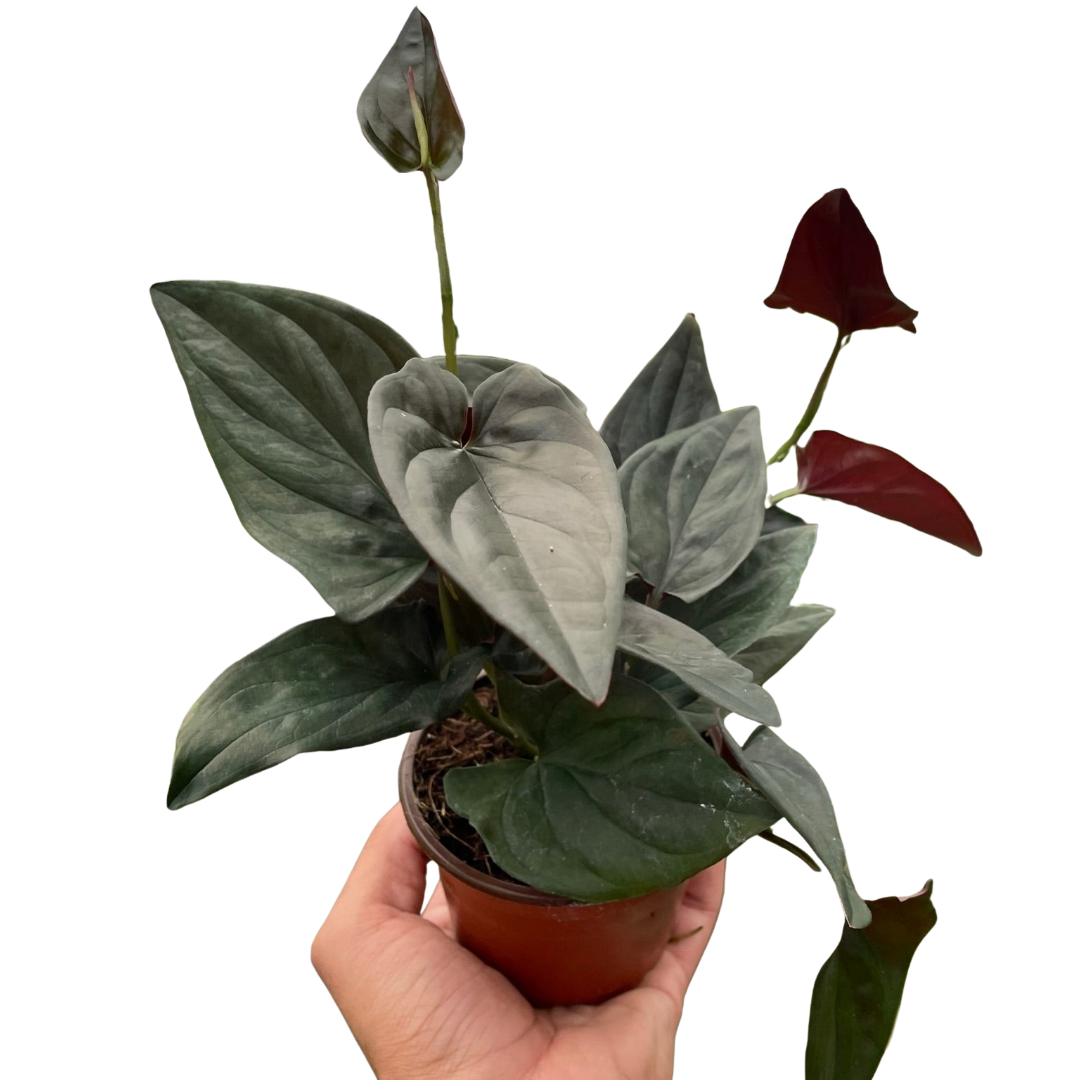 Syngonium 'Red Arrow' Indoor Plants 4" Pot Austin Jungle Co.