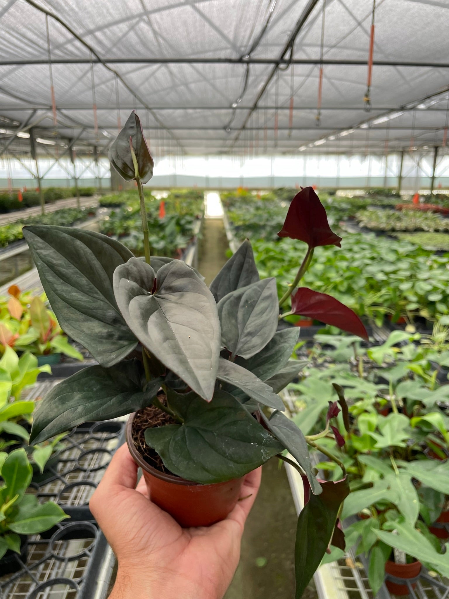 Syngonium 'Red Arrow' Indoor Plants 4" Pot Austin Jungle Co.